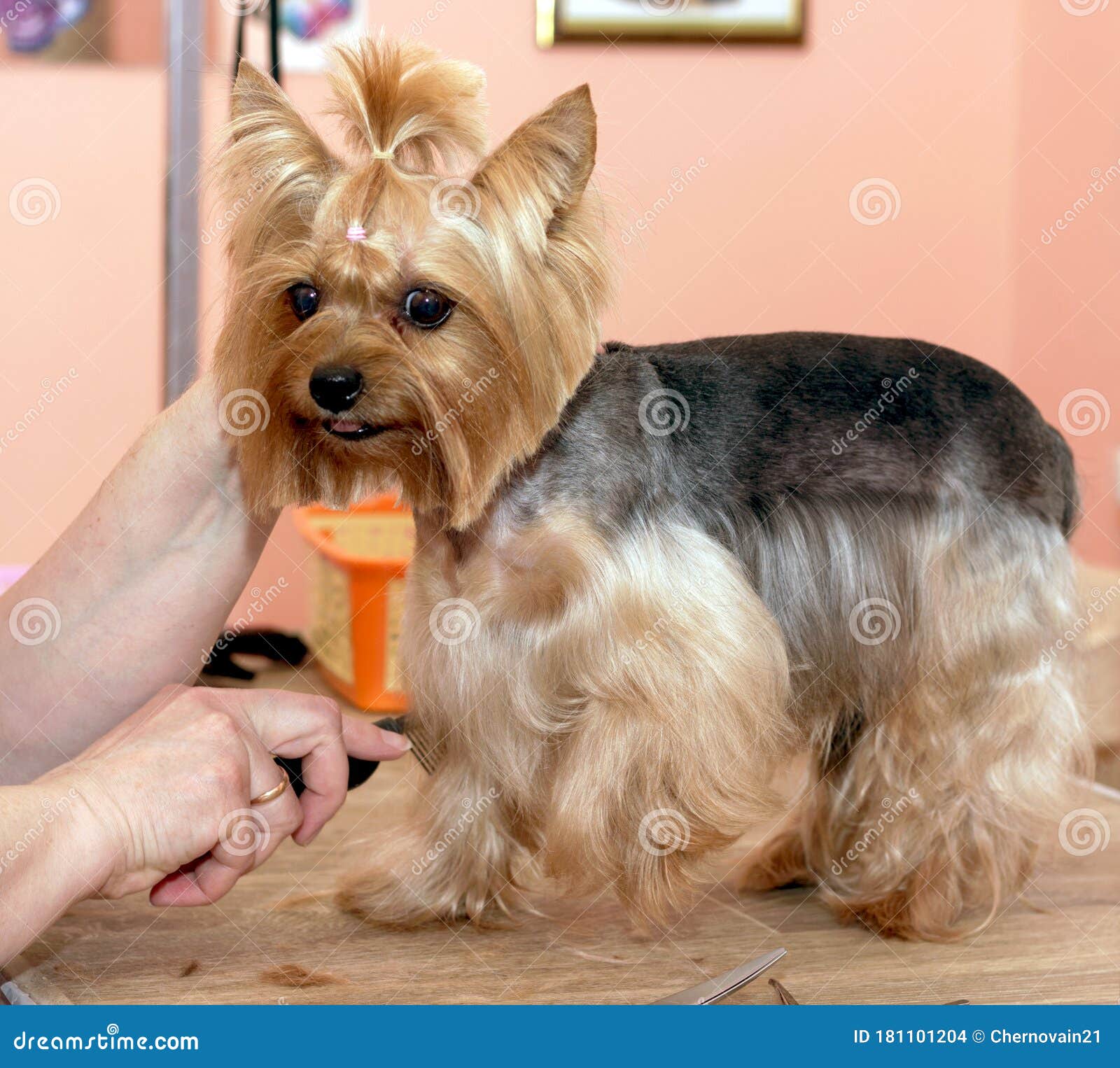 do yorkshire terriers need haircuts