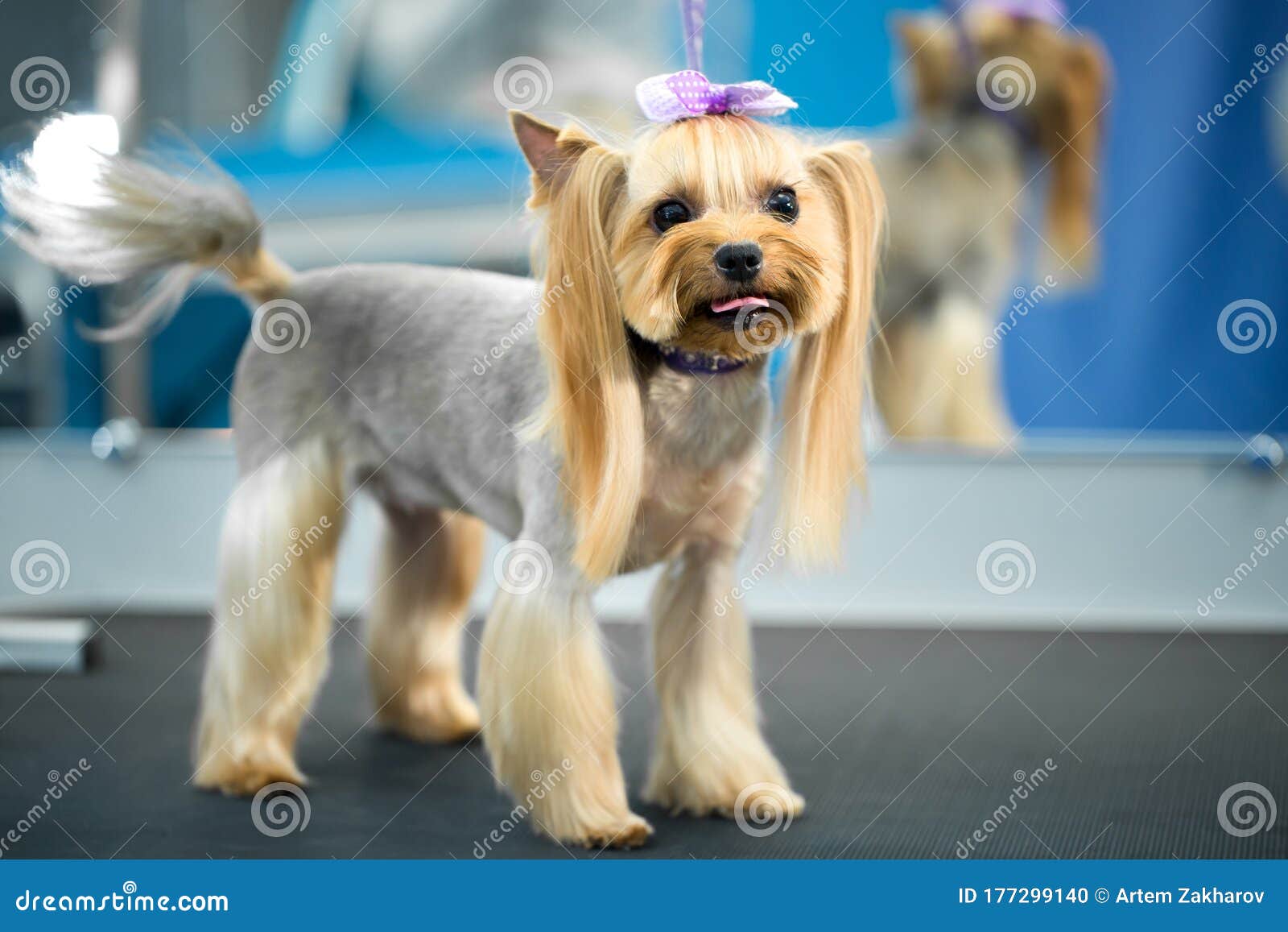 haircuts for terrier dogs