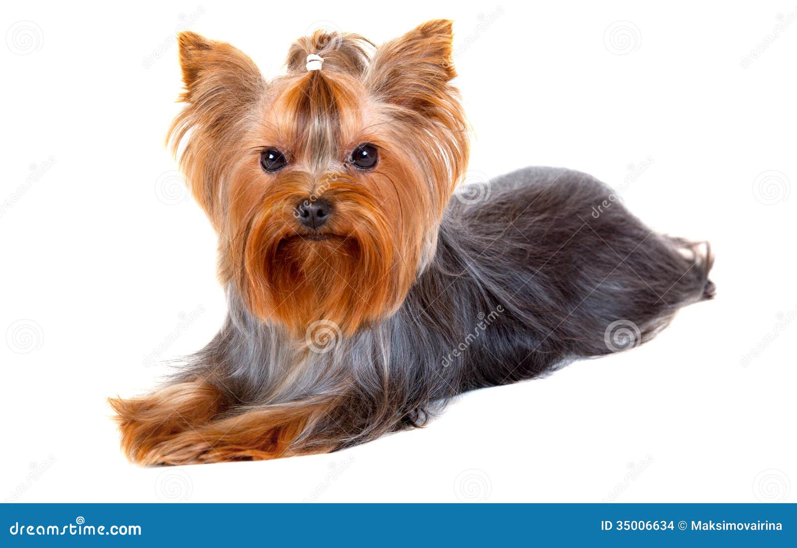 Image Result For Yorkshire Terrier Hair Image Result For Yorkshire Terrier Hair