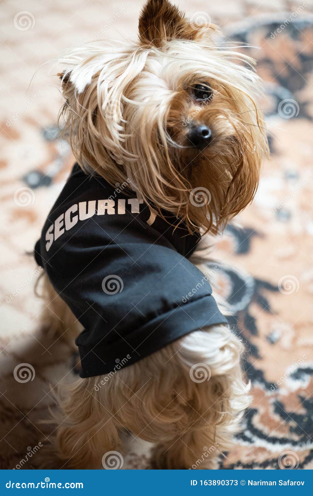 Yorkshire Terrier Mini Security Guards the House Stock Image Image of