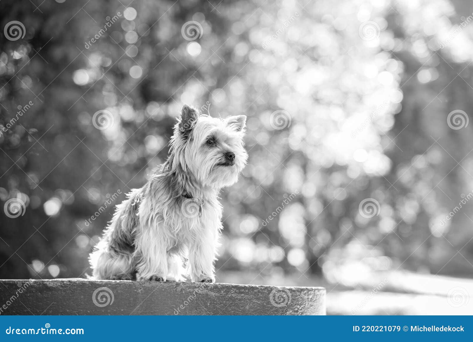 Yorkshire terrier miniatura en un tronco en un bosque sentado en un tronco. blanco y negro.