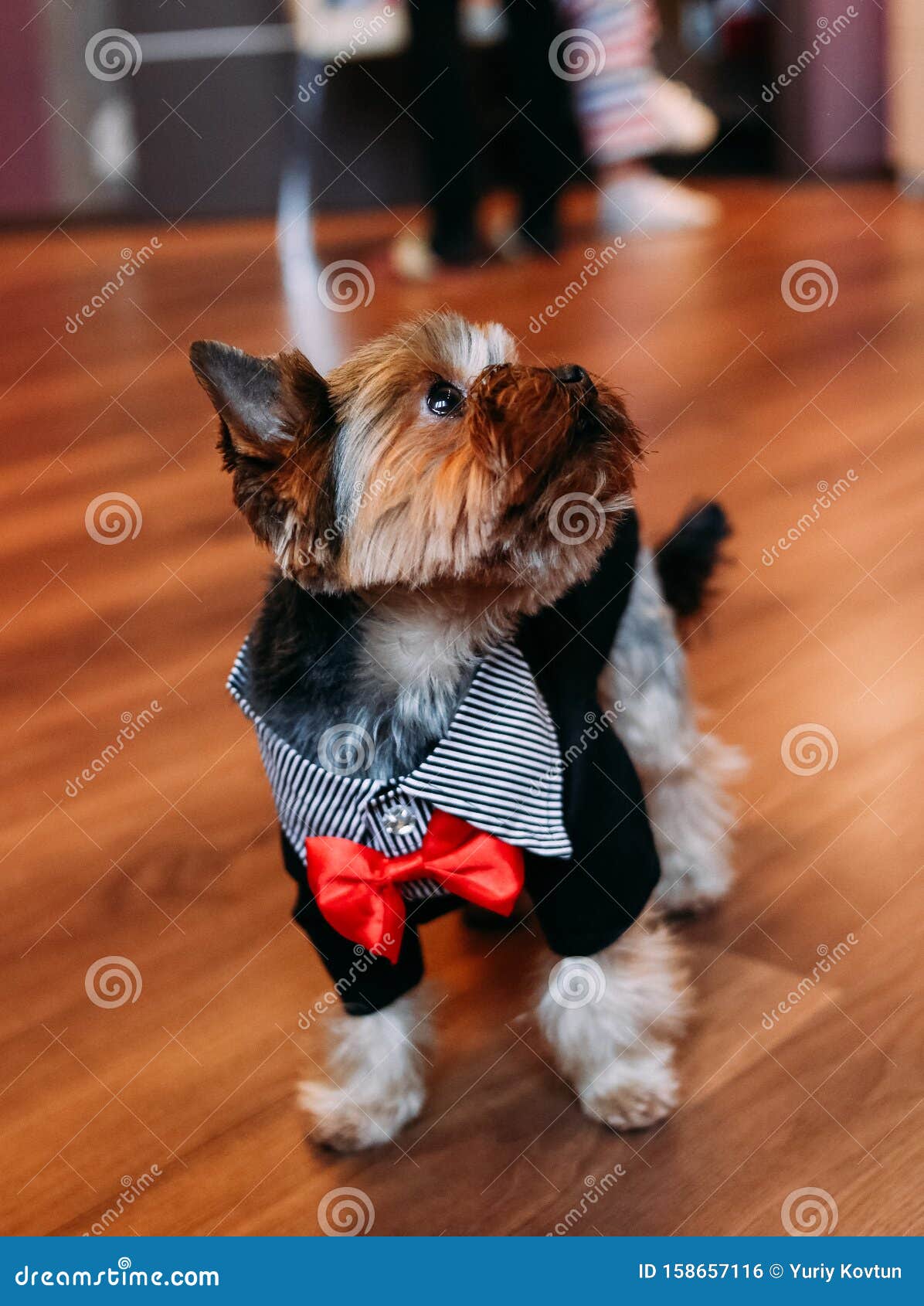 yorkshire terrier clothes & accessories