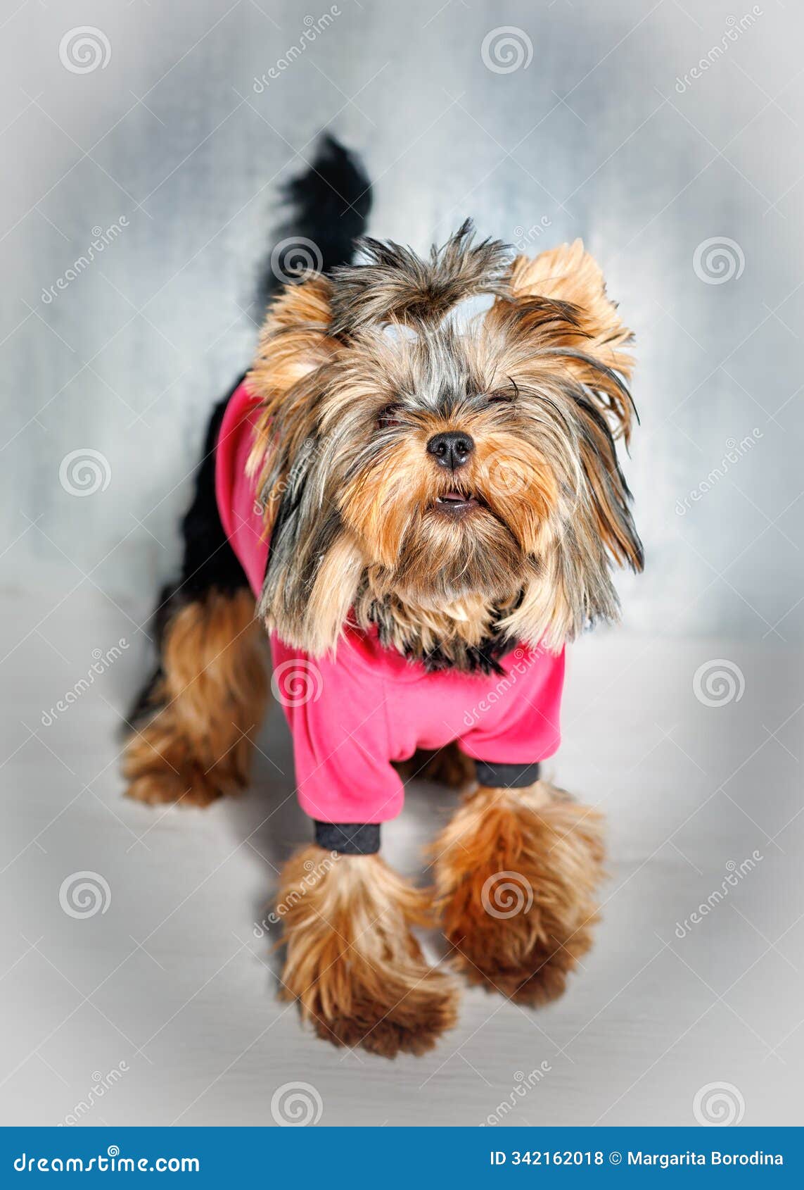 yorkshire terrier in a pink outfit