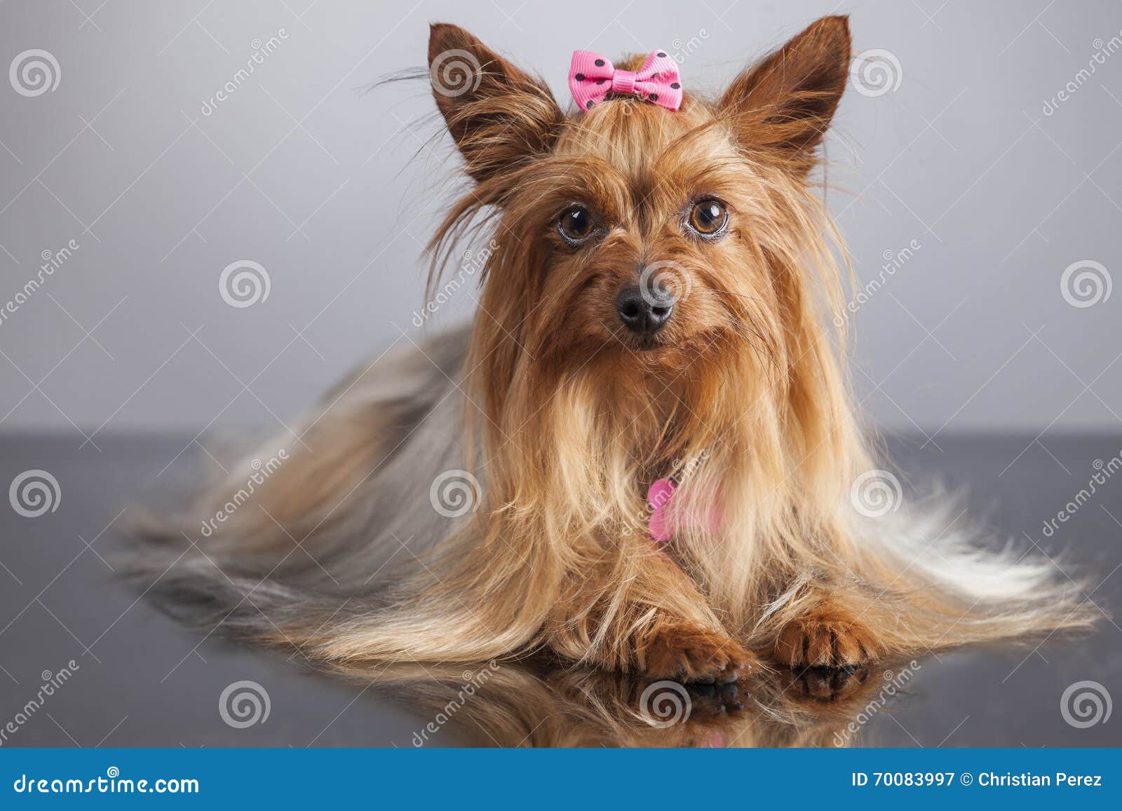 yorkshire terrier portrait with relfection
