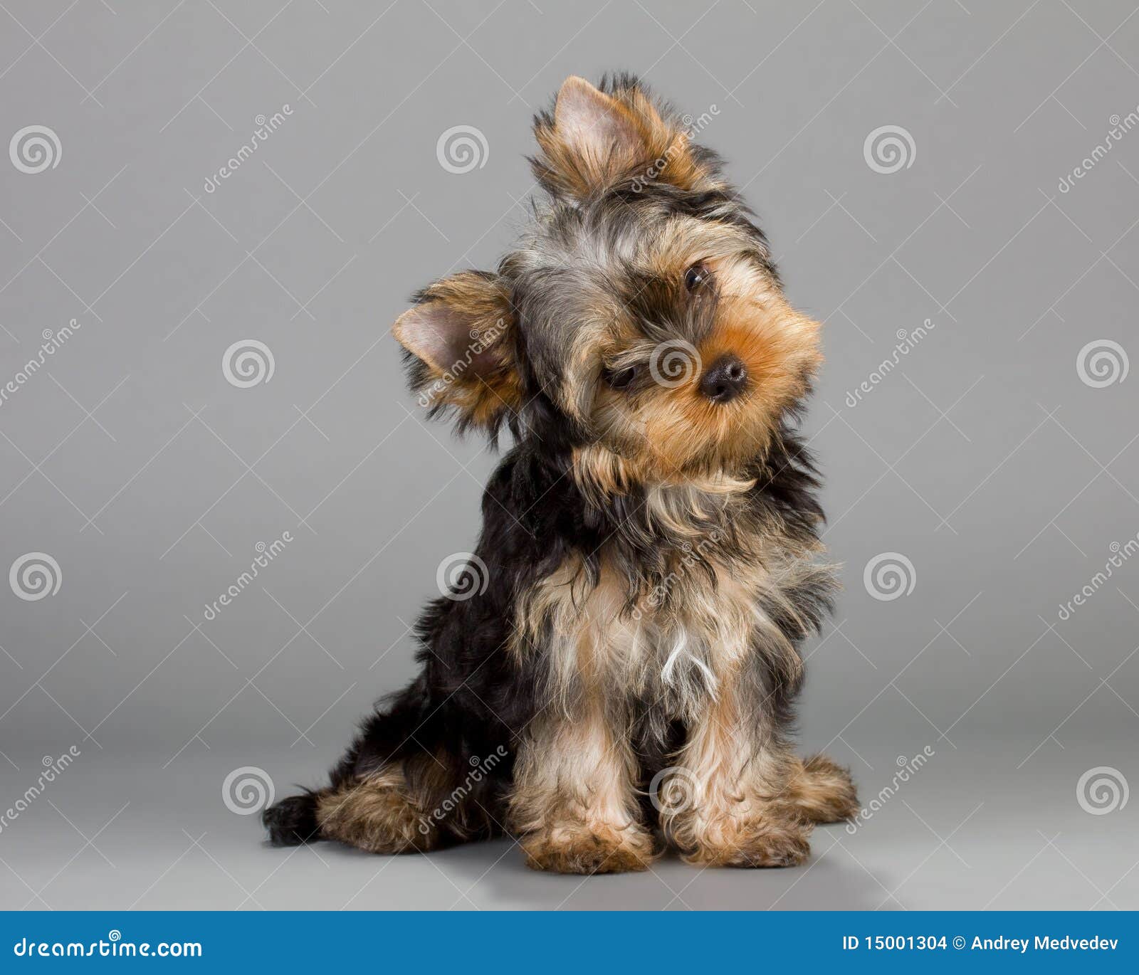 yorkshire terrier puppie