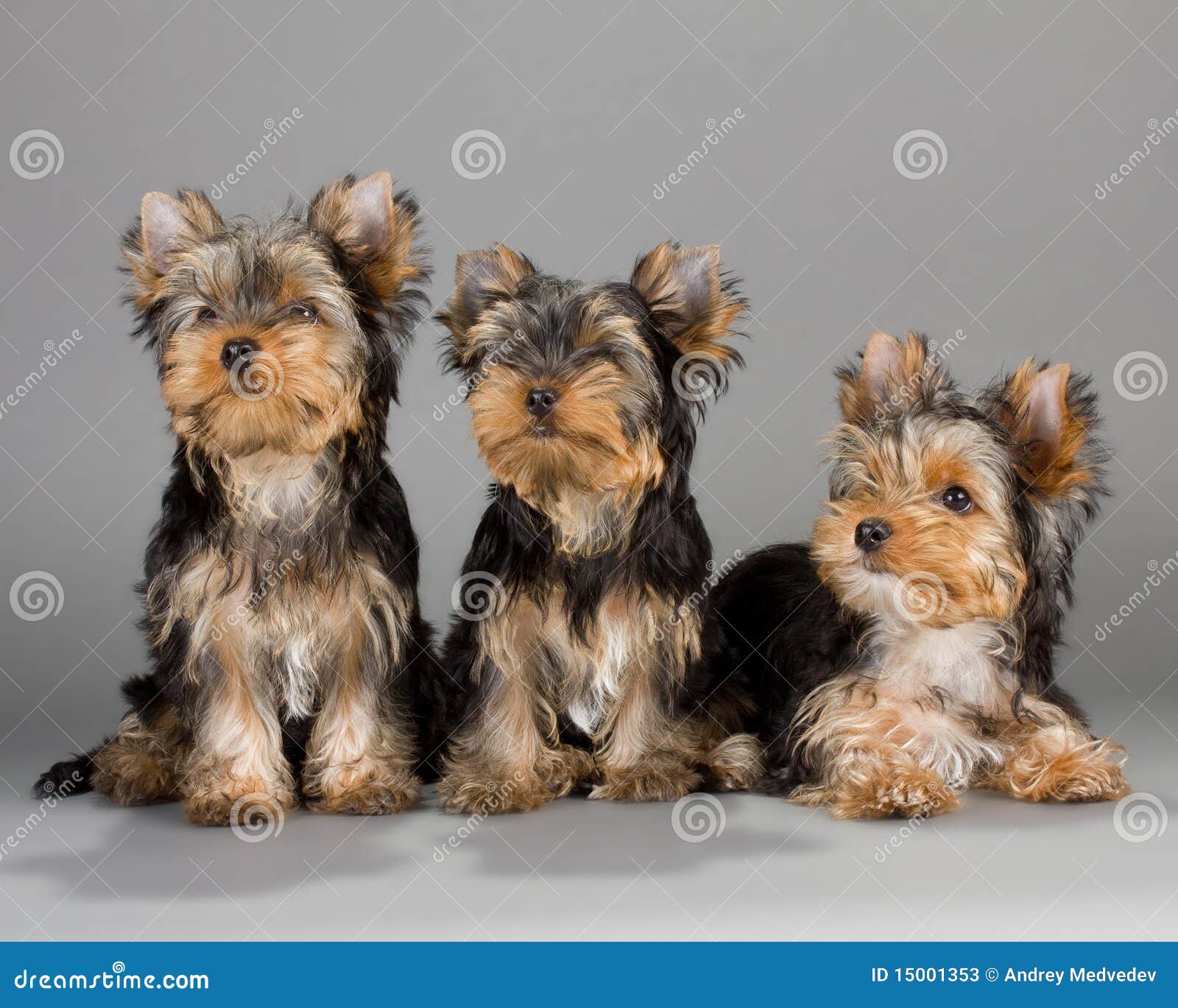 yorkshire terrier puppies