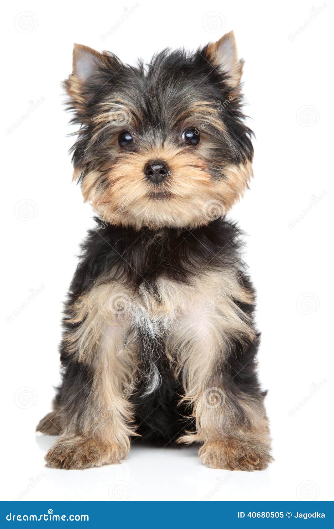 Yorkshire terrier puppy stock image. Image of studio - 40680505