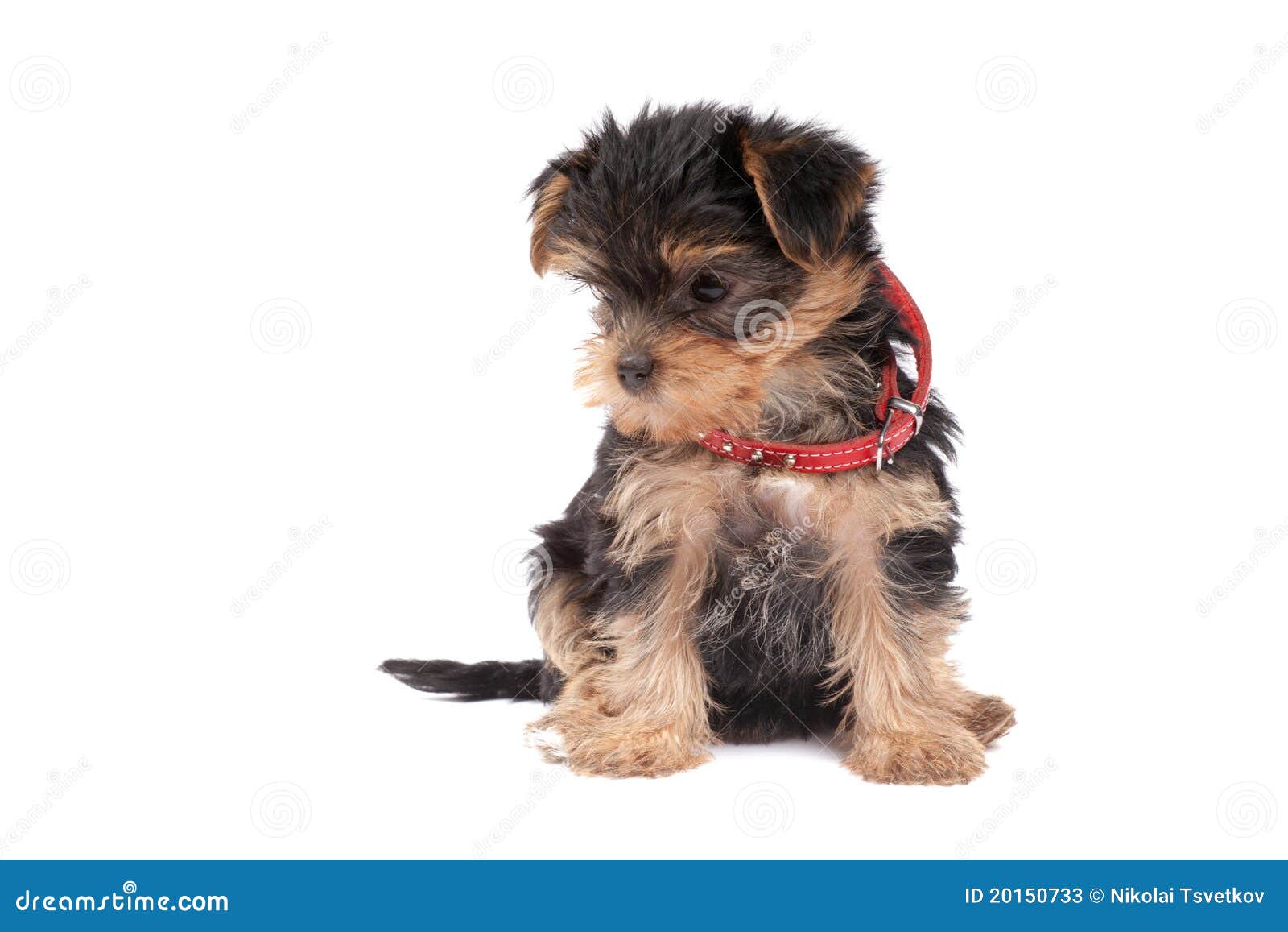 Yorkshire Terrier Puppy with Red Collar Stock Image Image of purebred