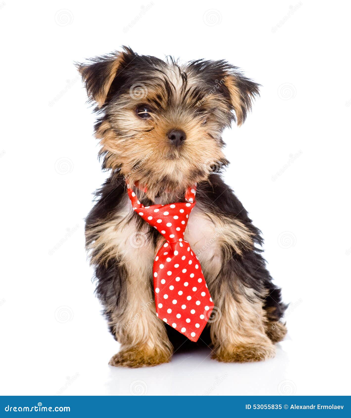 yorkie tie
