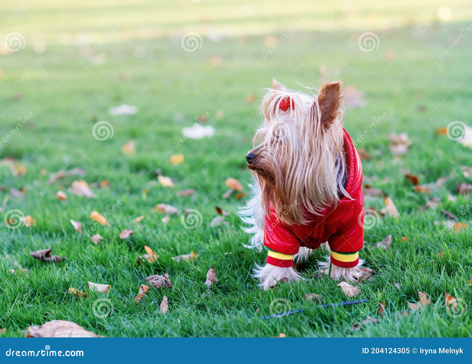 Yorkshire Terrier in Red Coat Standing on Grass Stock Image Image of