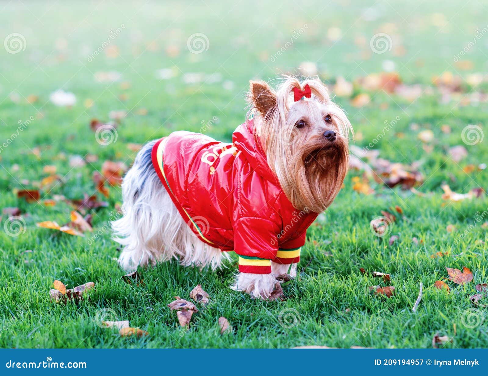 Yorkshire Terrier in Red Coat Standing on the Grass Stock Image Image of breed, yorkshire