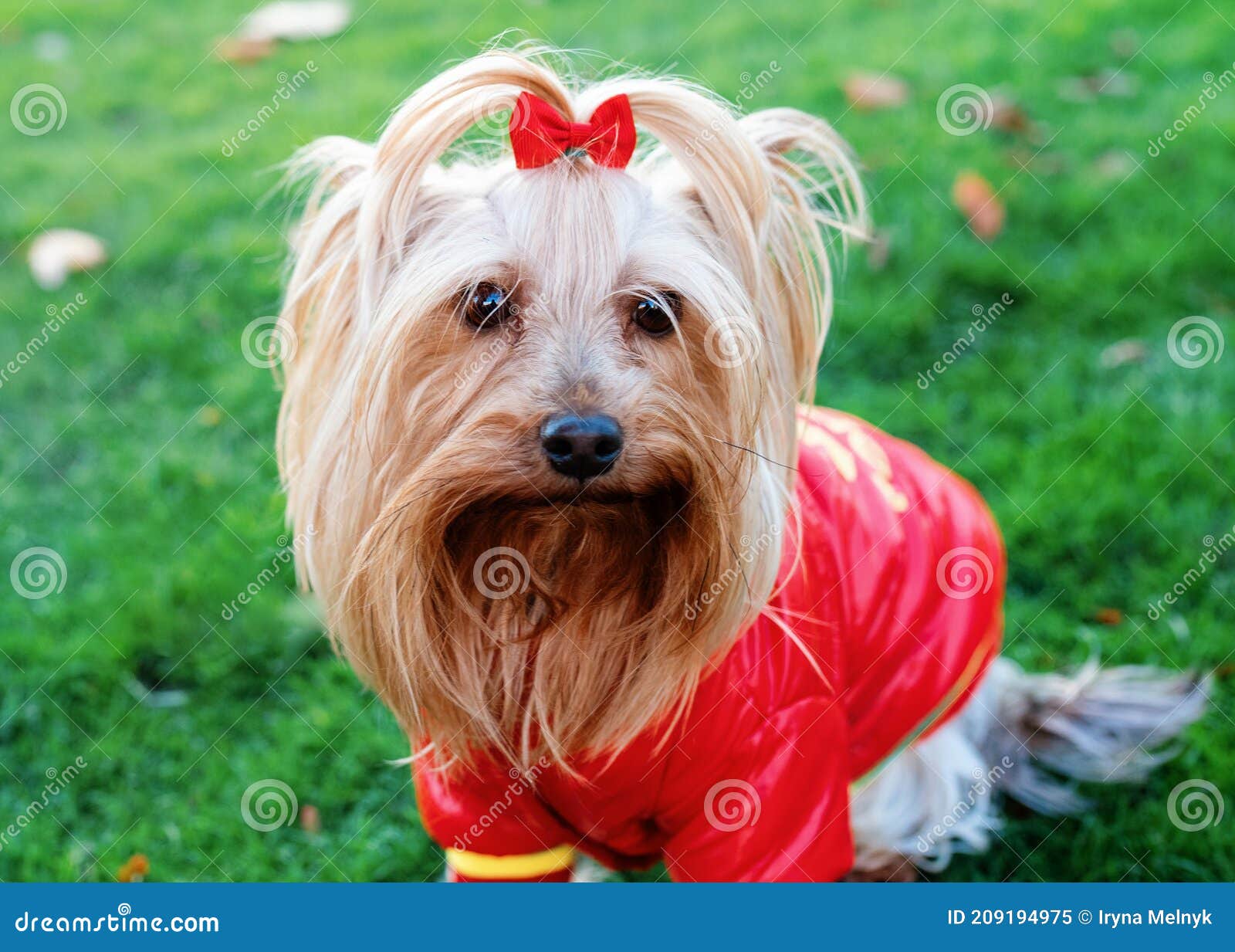 Yorkshire Terrier in Red Coat Standing on the Grass Stock Image Image of grass, white 209194975
