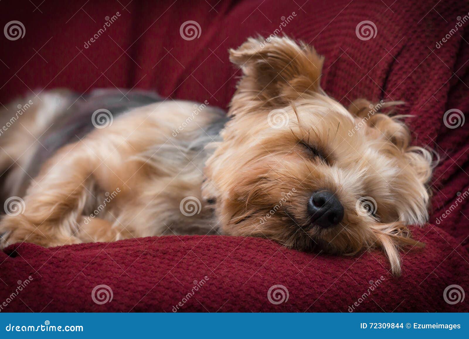 how many hours does a yorkie sleep