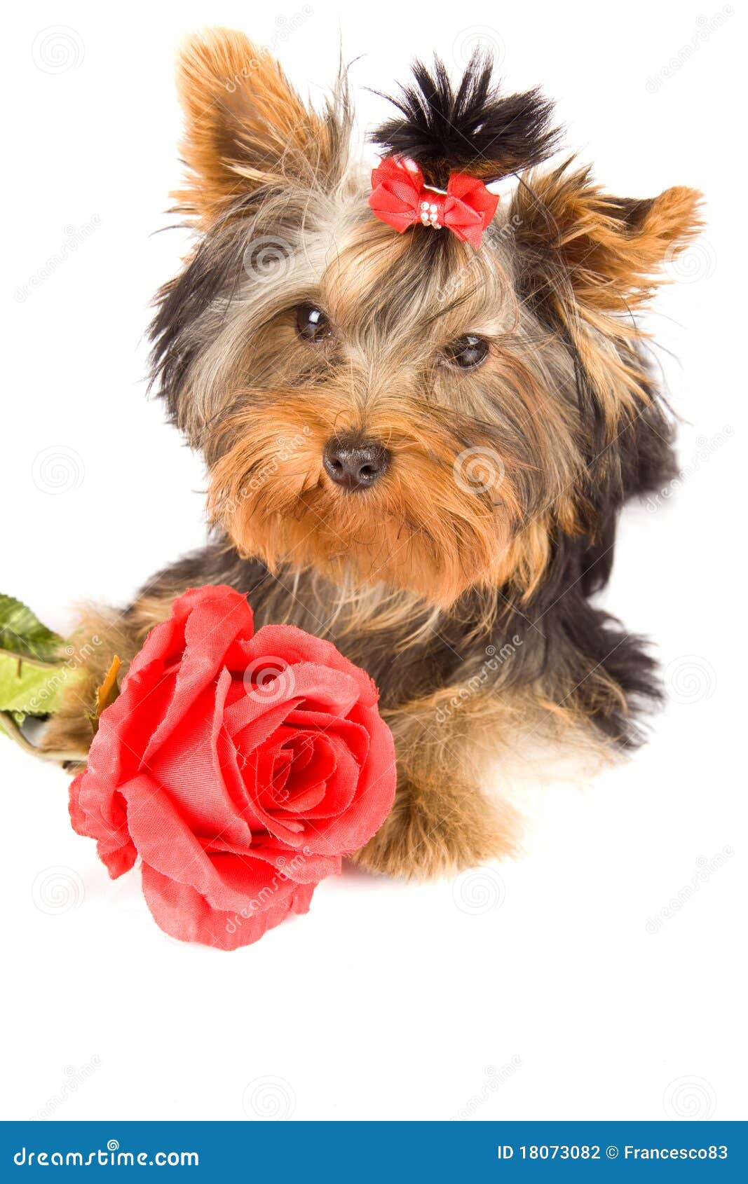 Yorkshire Terrier with Rose Dog Stock Photo Image of symbol, valentine 18073082