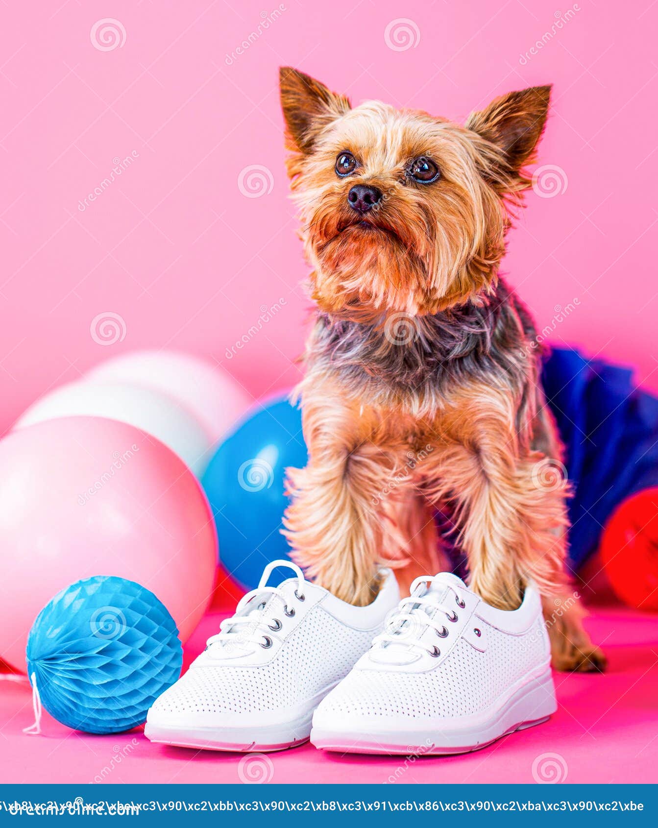 how do you teach a dog to wear shoes