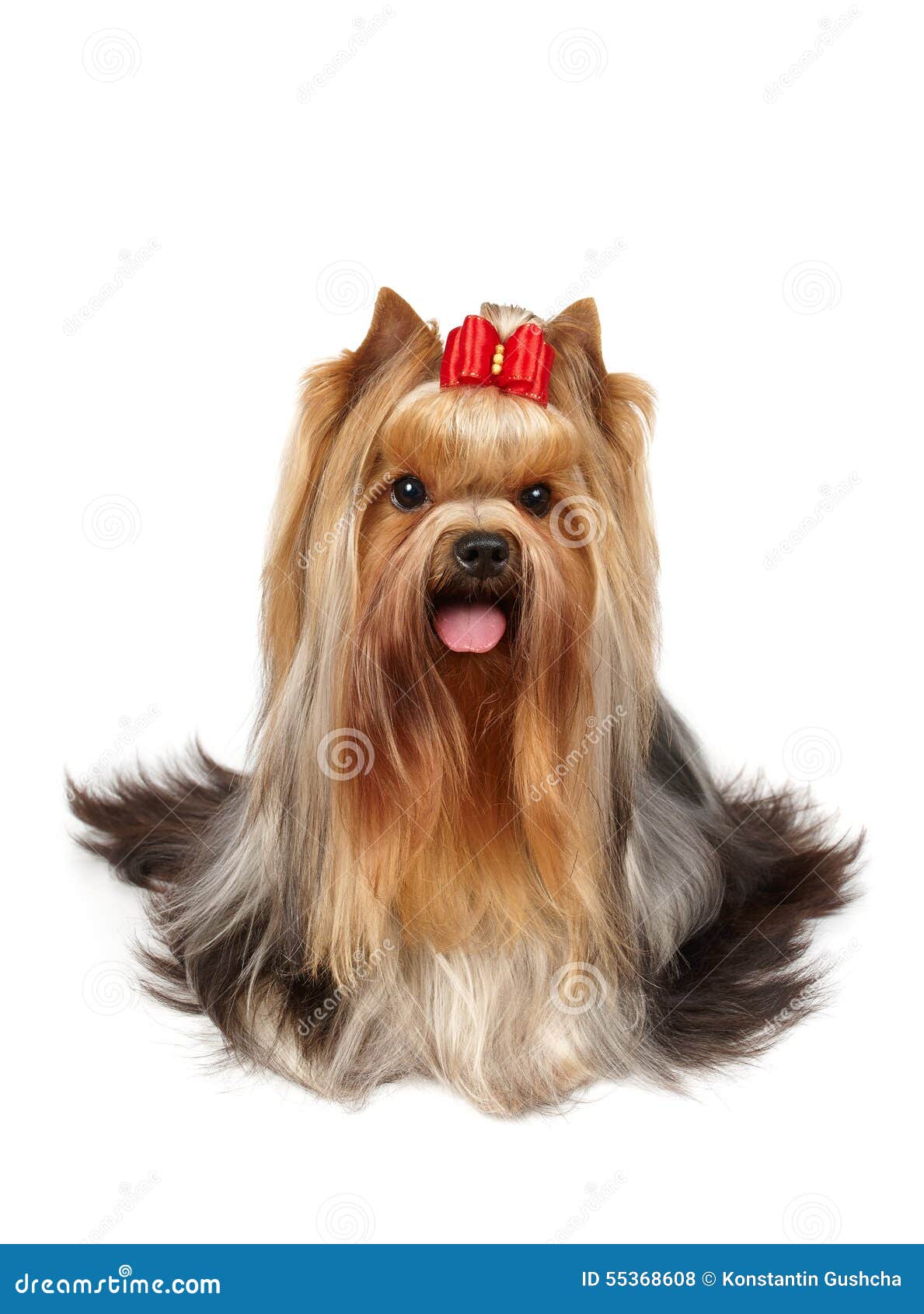 Yorkie Stylish Top Knot Stock Photos Free & RoyaltyFree Stock Photos