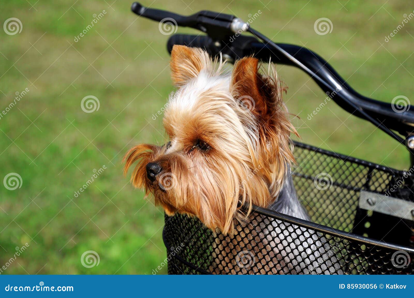 Yorkshire Terrier Sitting in Basket Bicycle Stock Photo Image of