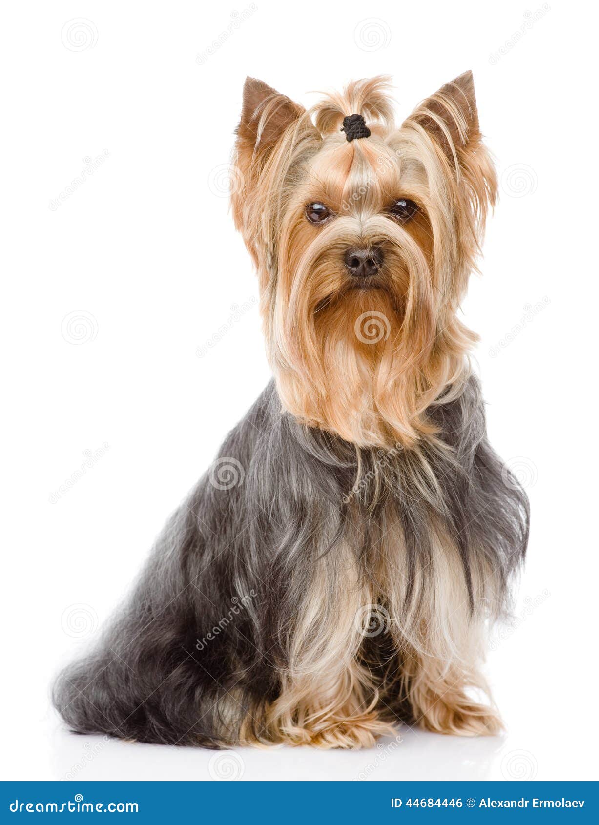 yorkshire terrier sitting in front.  on white background