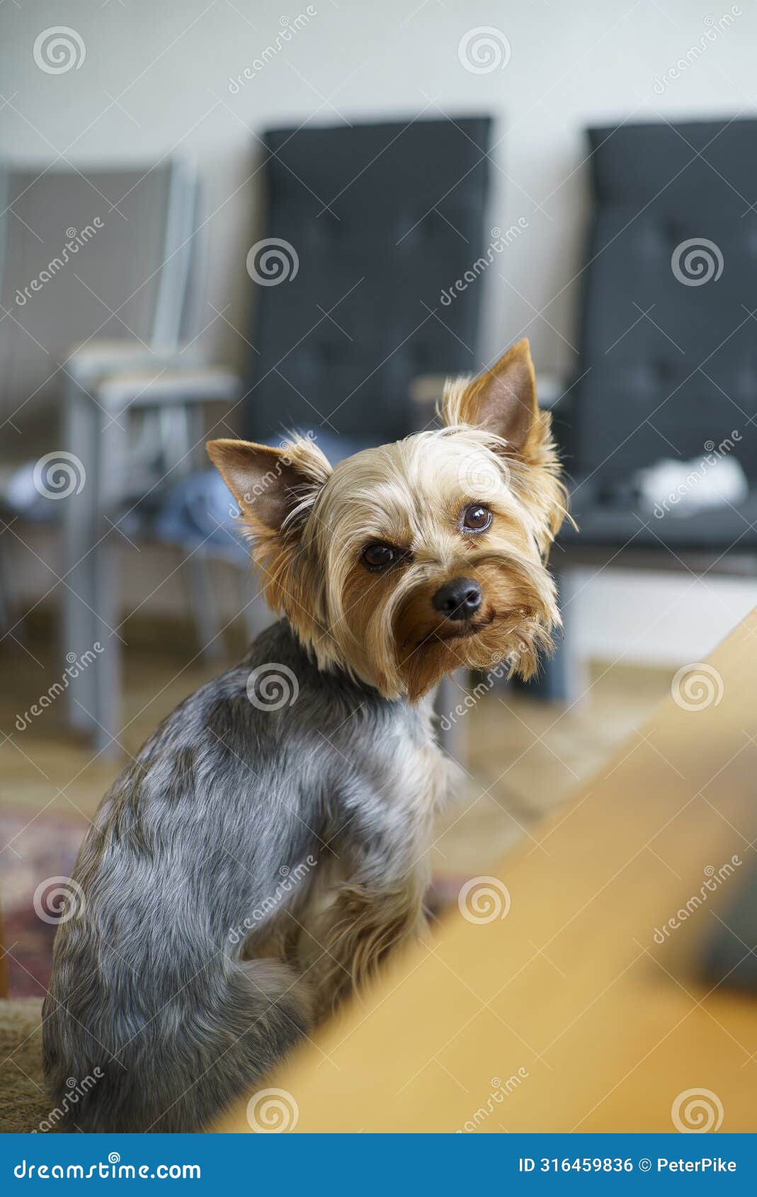 yorkshire terrier sitting on the table and looking at the camera