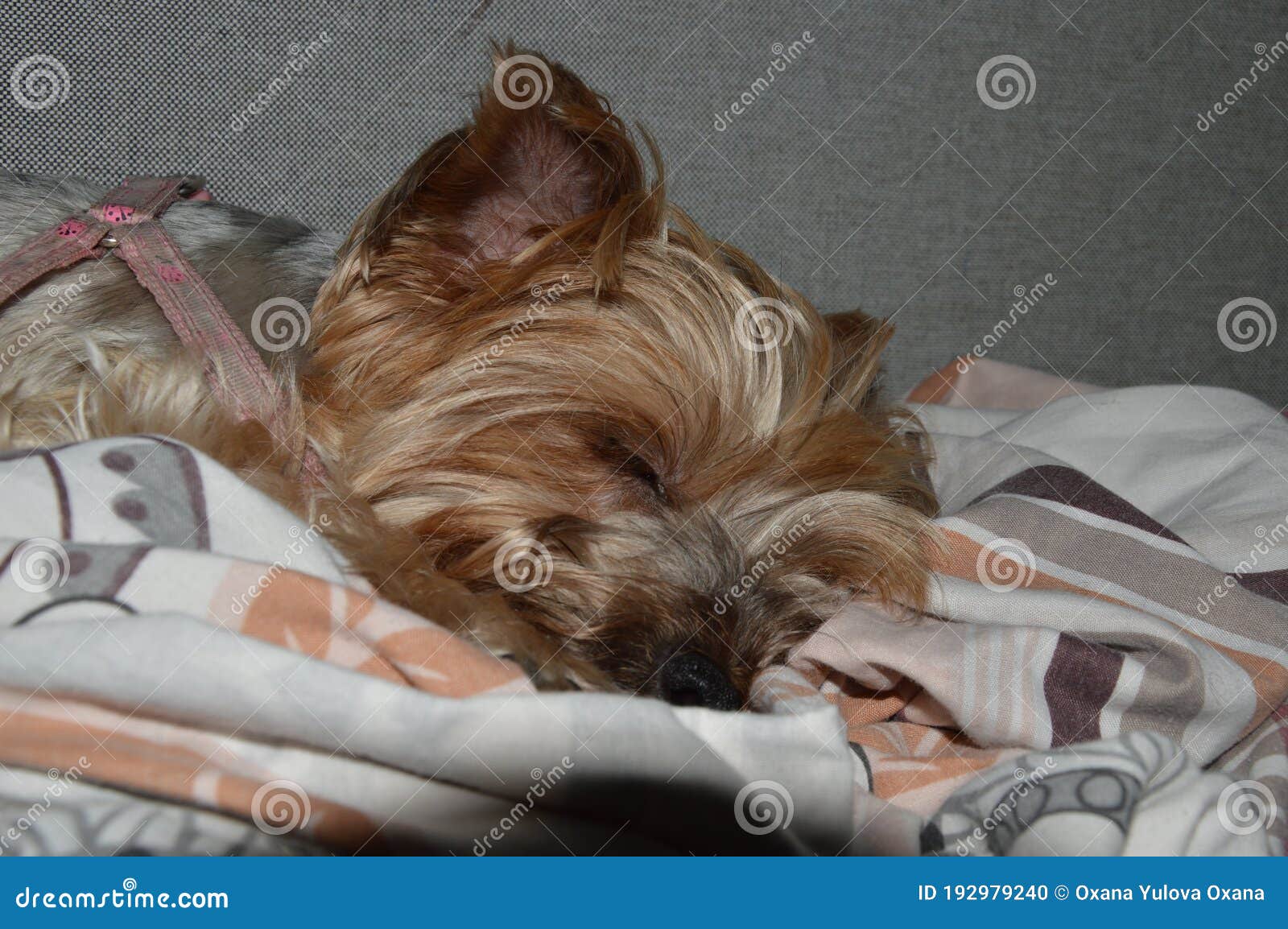 A Yorkshire Terrier Sleeps on a Bed Stock Photo Image of tree, tower