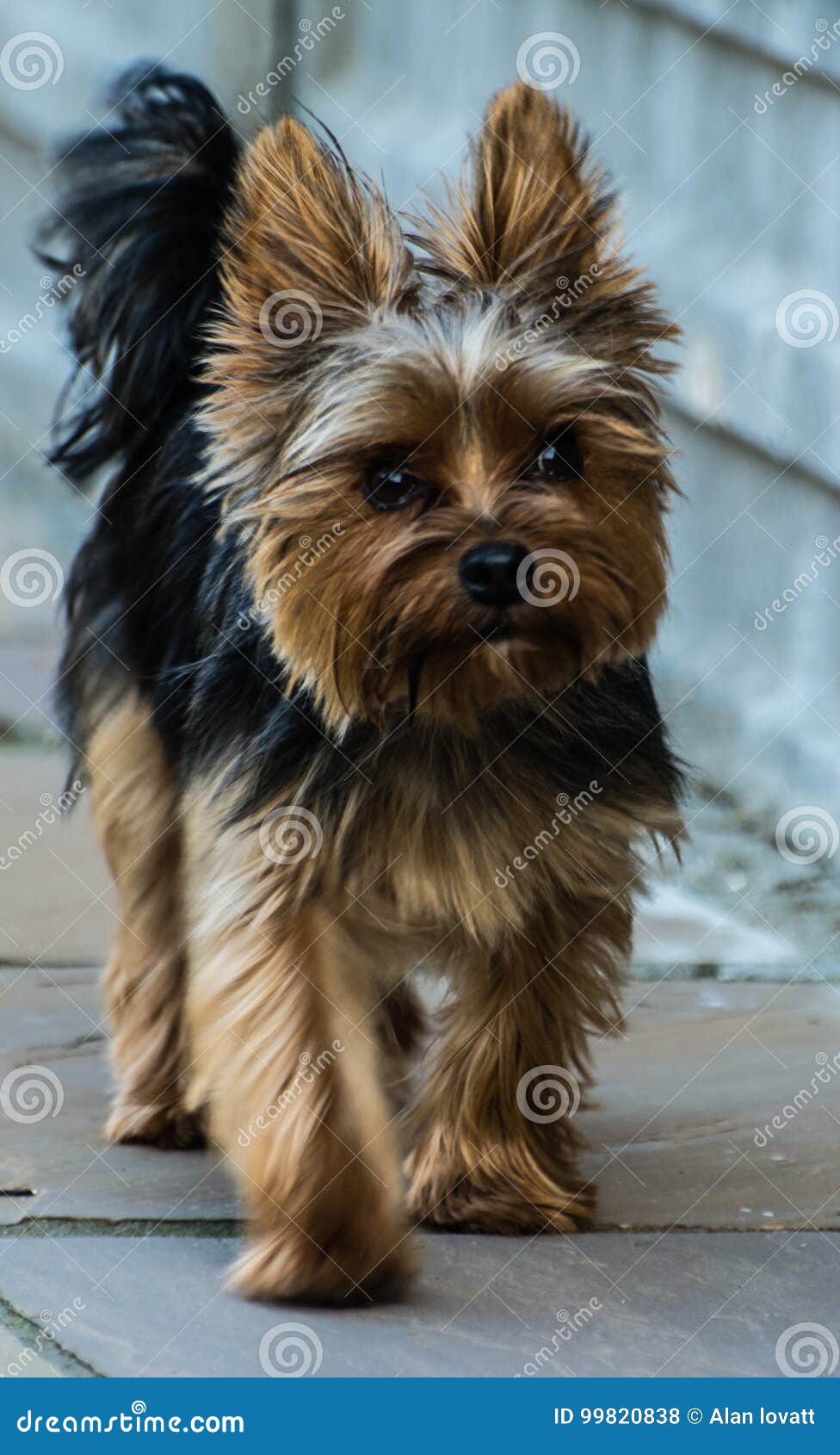 yorkshire terrier toy size