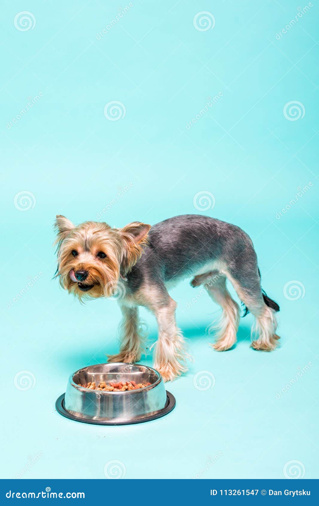 how much should a yorkshire terrier eat