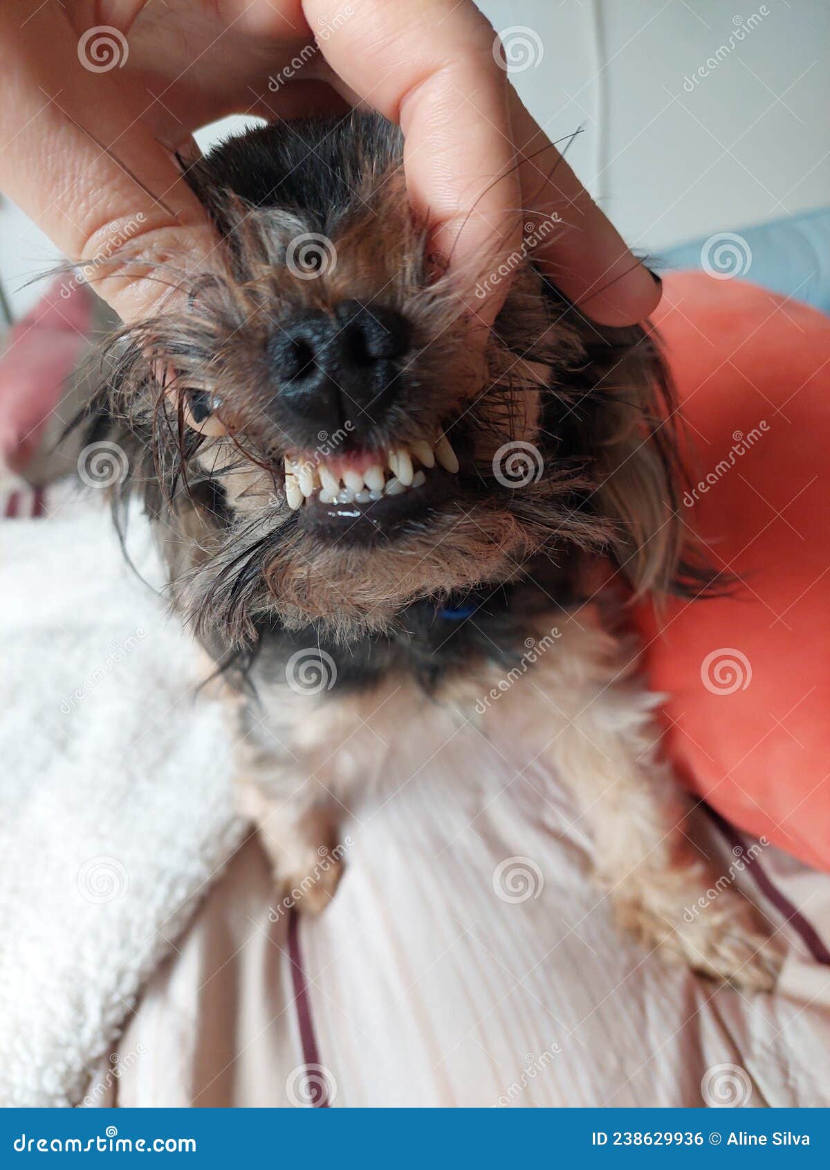 yorkshire terrier teeth, smiling dog