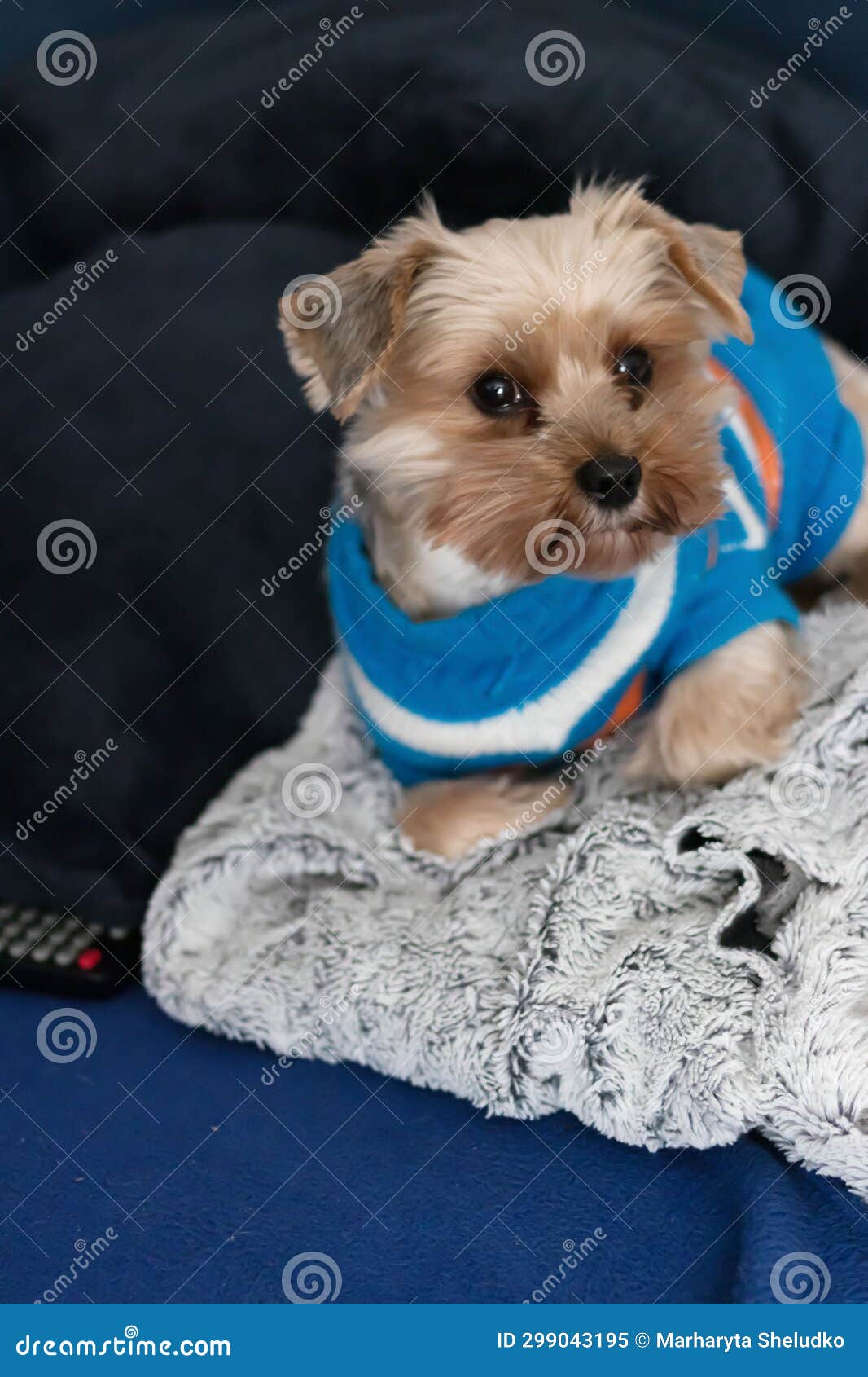 Yorkshire Terrier Under the Blanket in Bed. Yorkshire Terrier Dog Breed