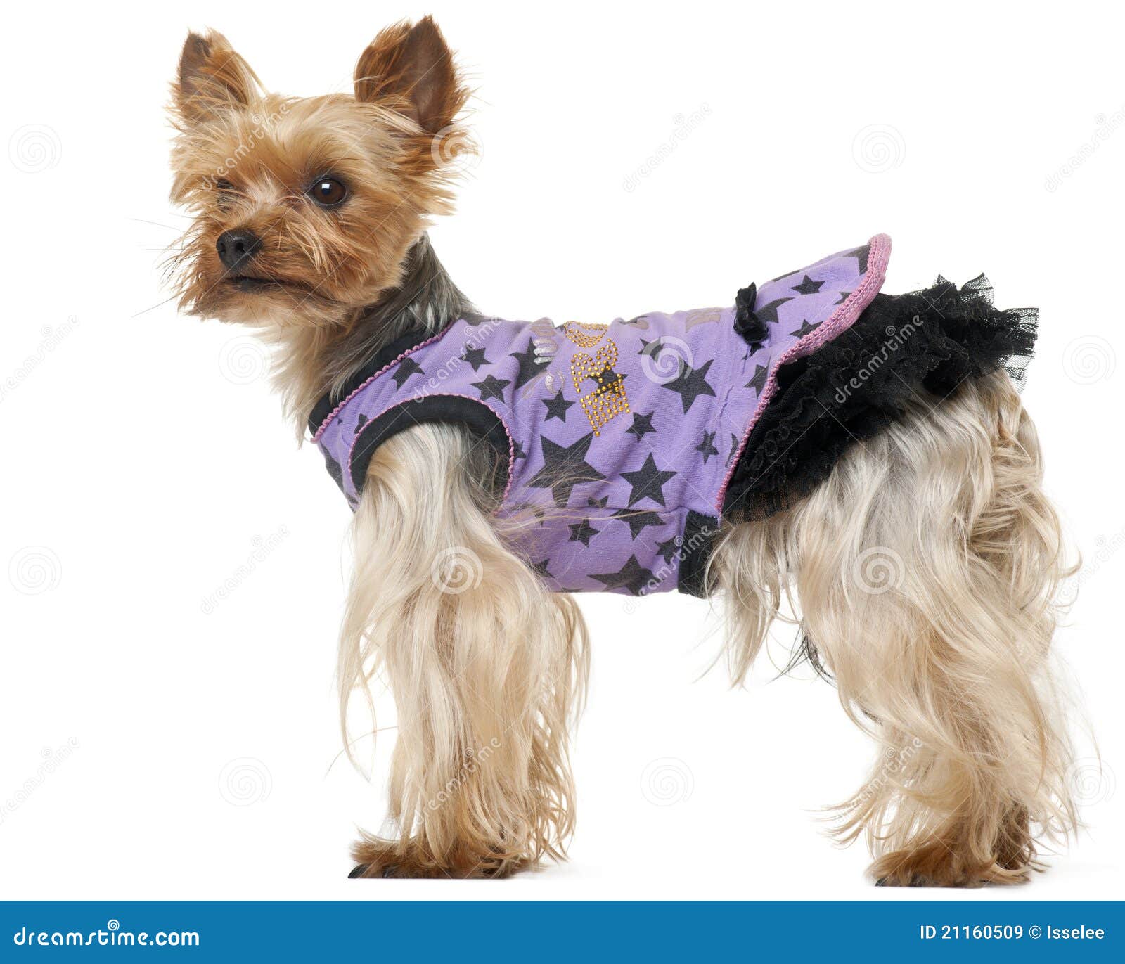 Yorkshire Terrier Wearing Purple Dress Stock Image Image of canine