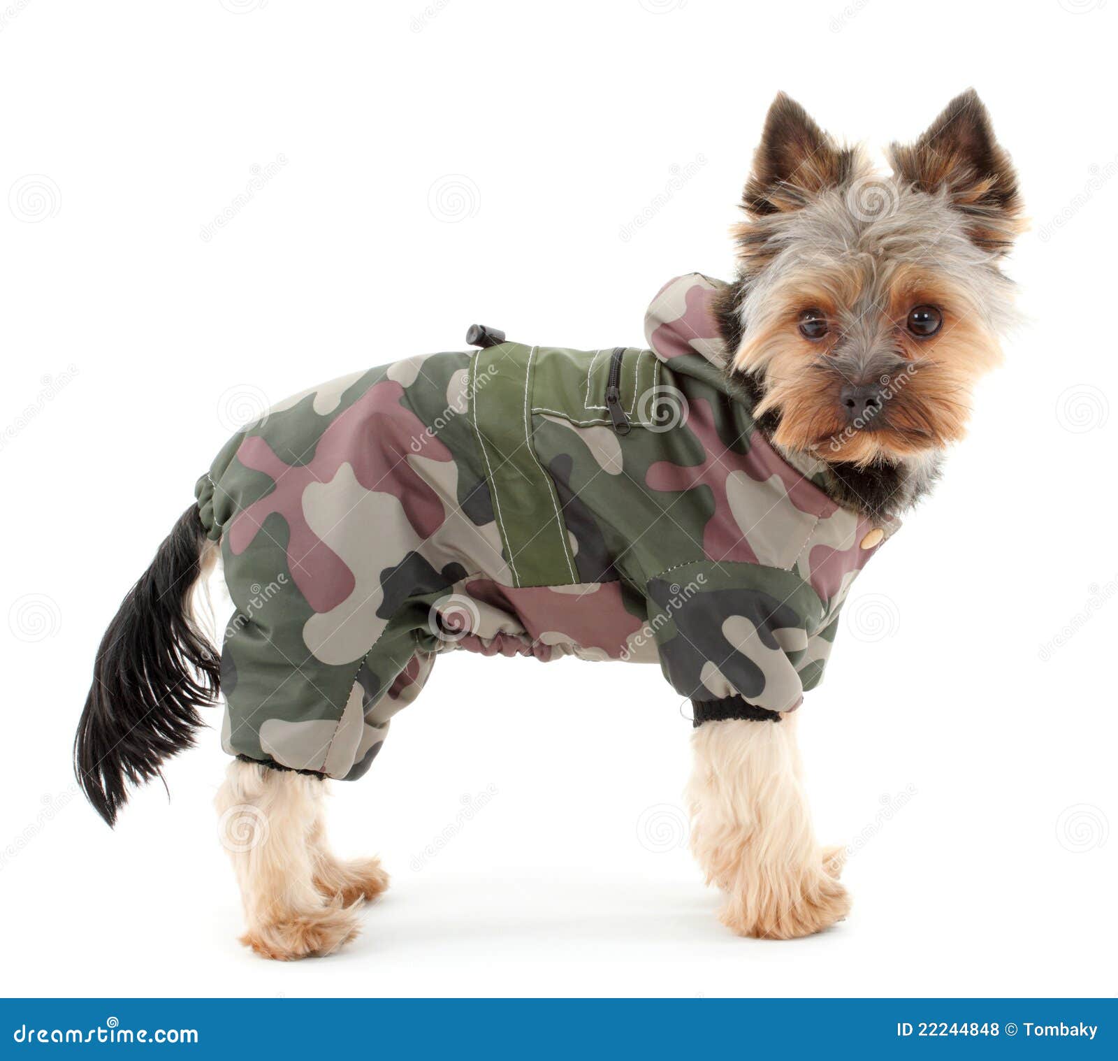 yorkshire terrier clothes & accessories