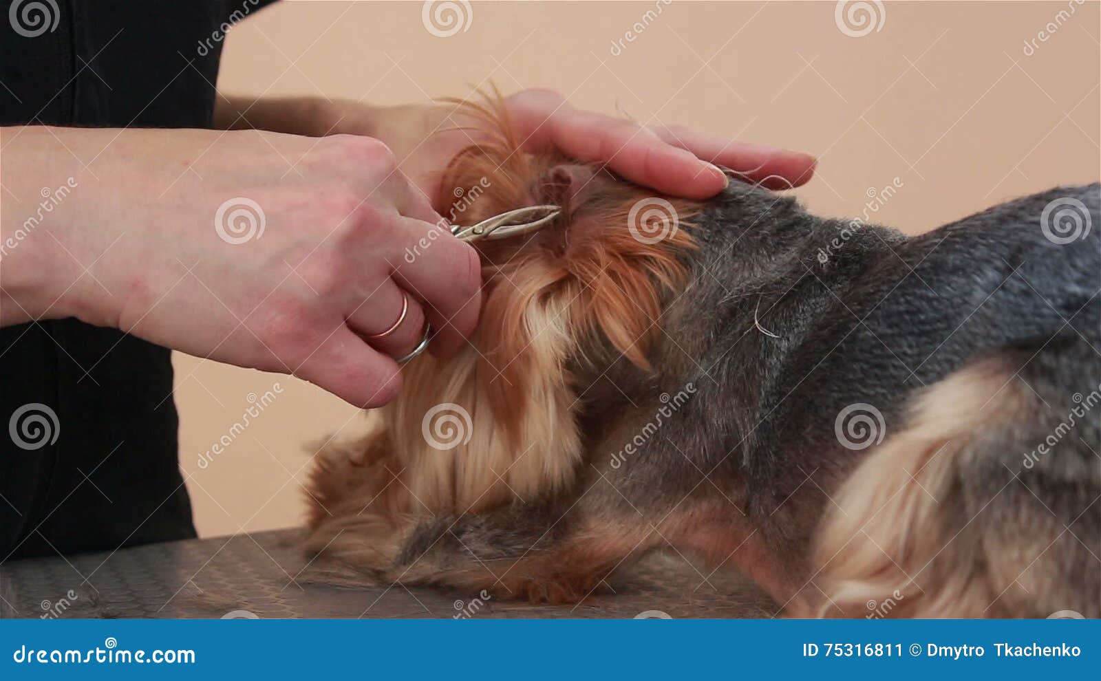 Yorkshire Terrier Zupfen Haar In Den Ohren Stock Video Video Von Ohren Yorkshire 75316811