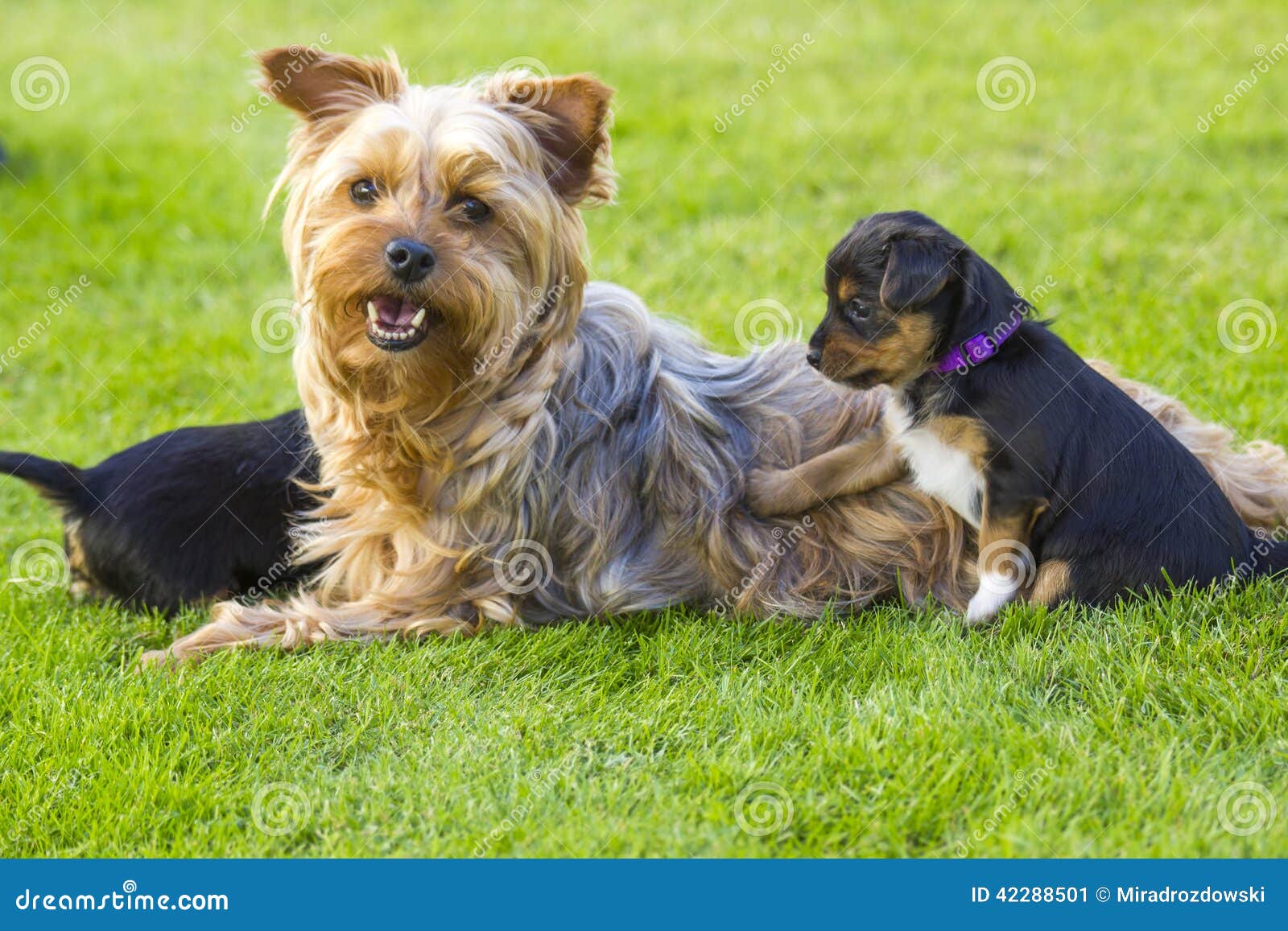 The yorkshire terriers stock image. Image of purebred - 42288501