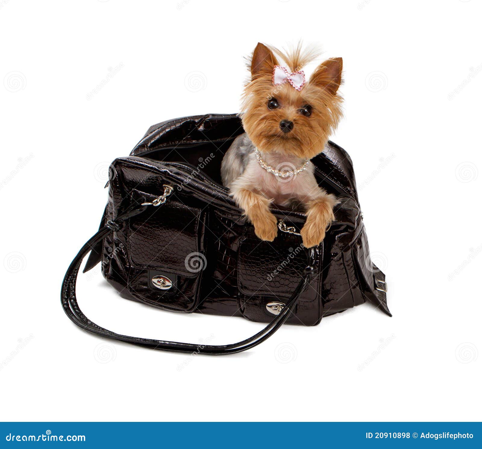 Yorkshore Terrier In A Black Travel Bag Stock Photo