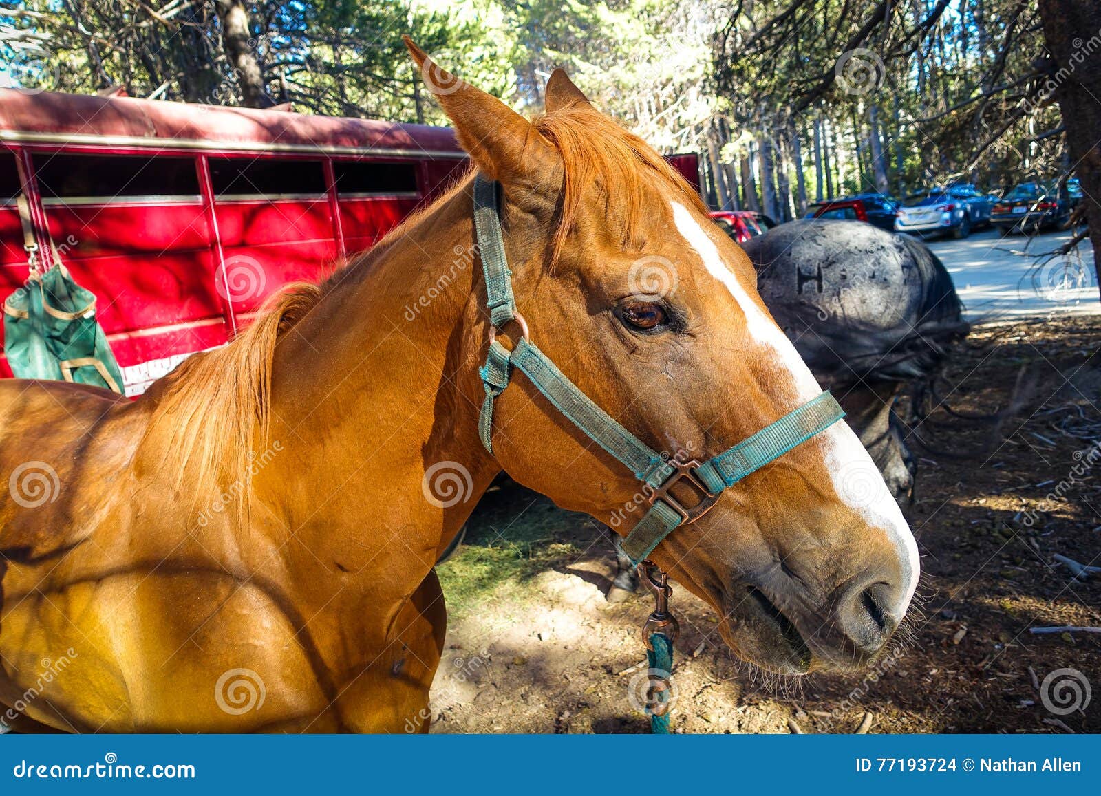 Yosemite Horse stock photo. Image of ride, mane, yosemite 77193724