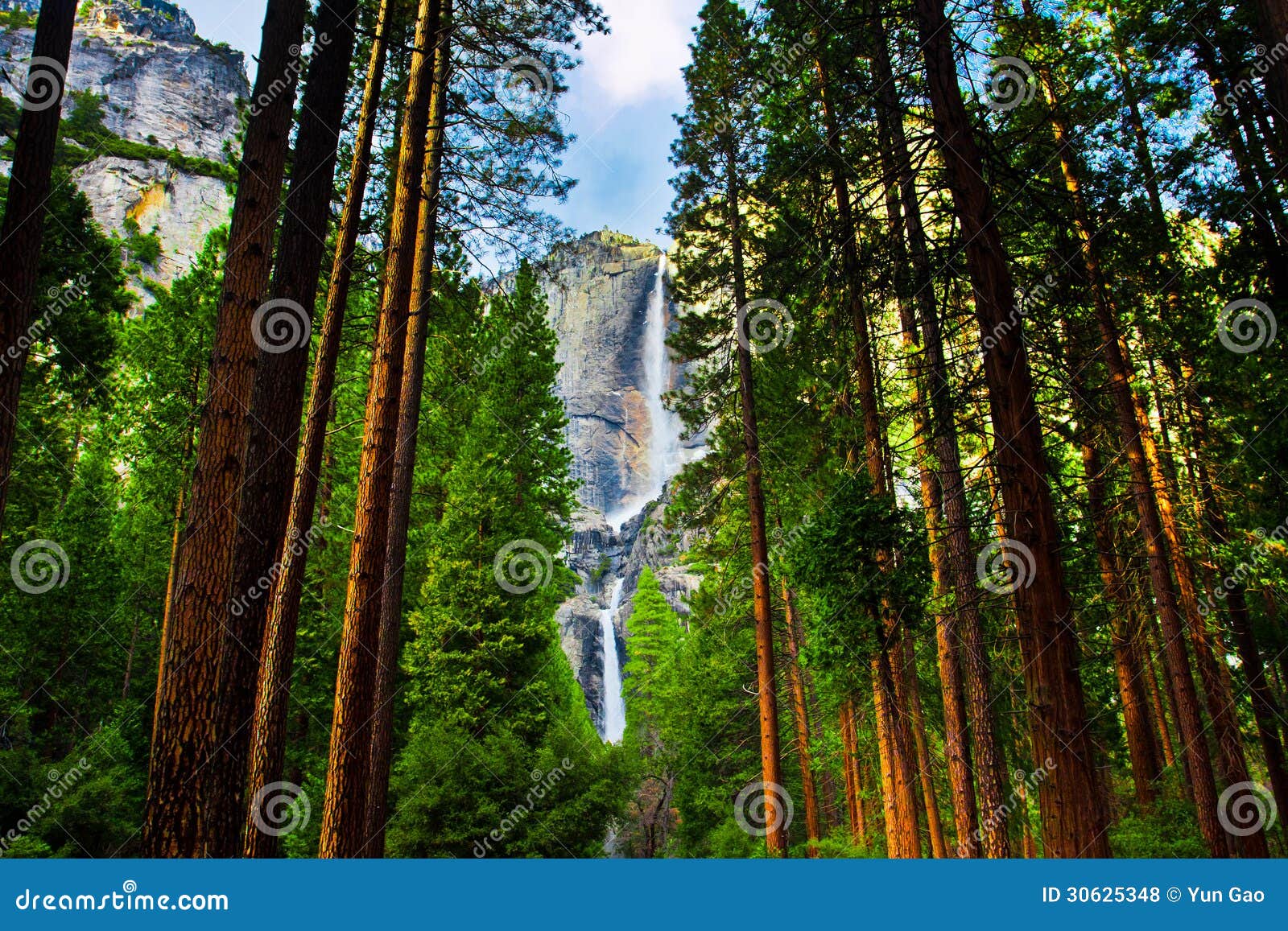 yosemite waterfalls behind sequoias in yosemite national park,california