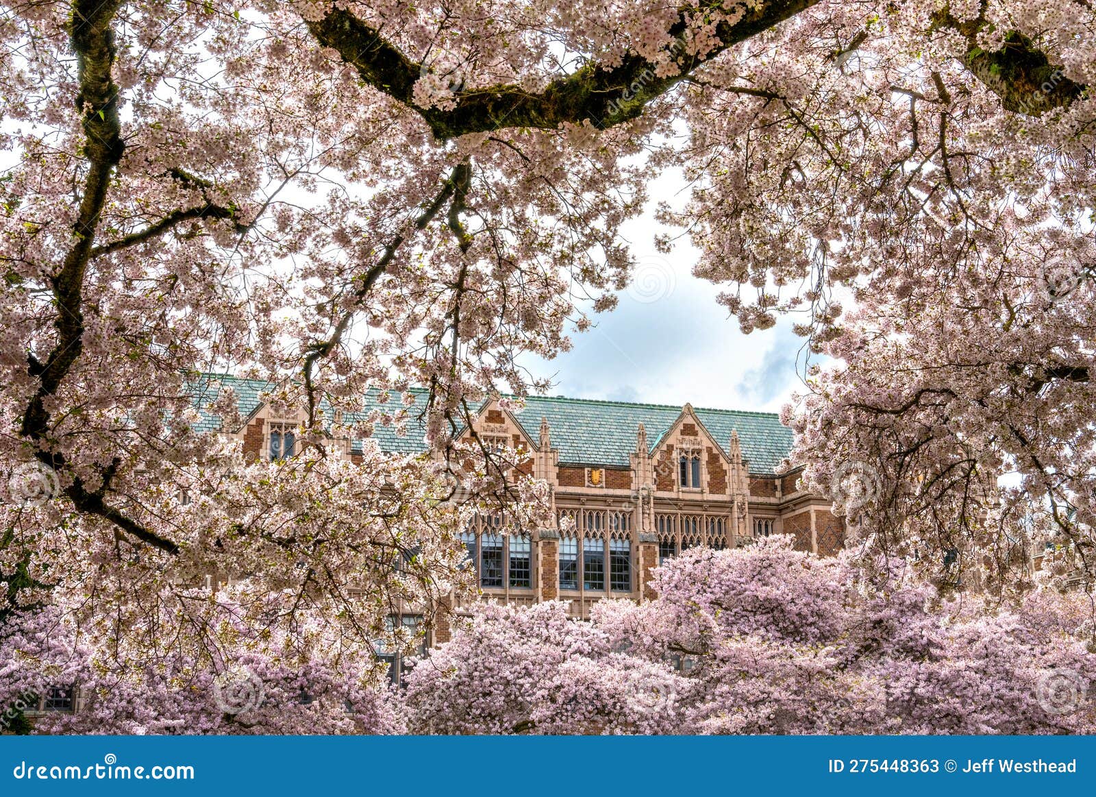 Yoshino Cherry Blossoms at the Quad on UW Campus Stock Image Image of
