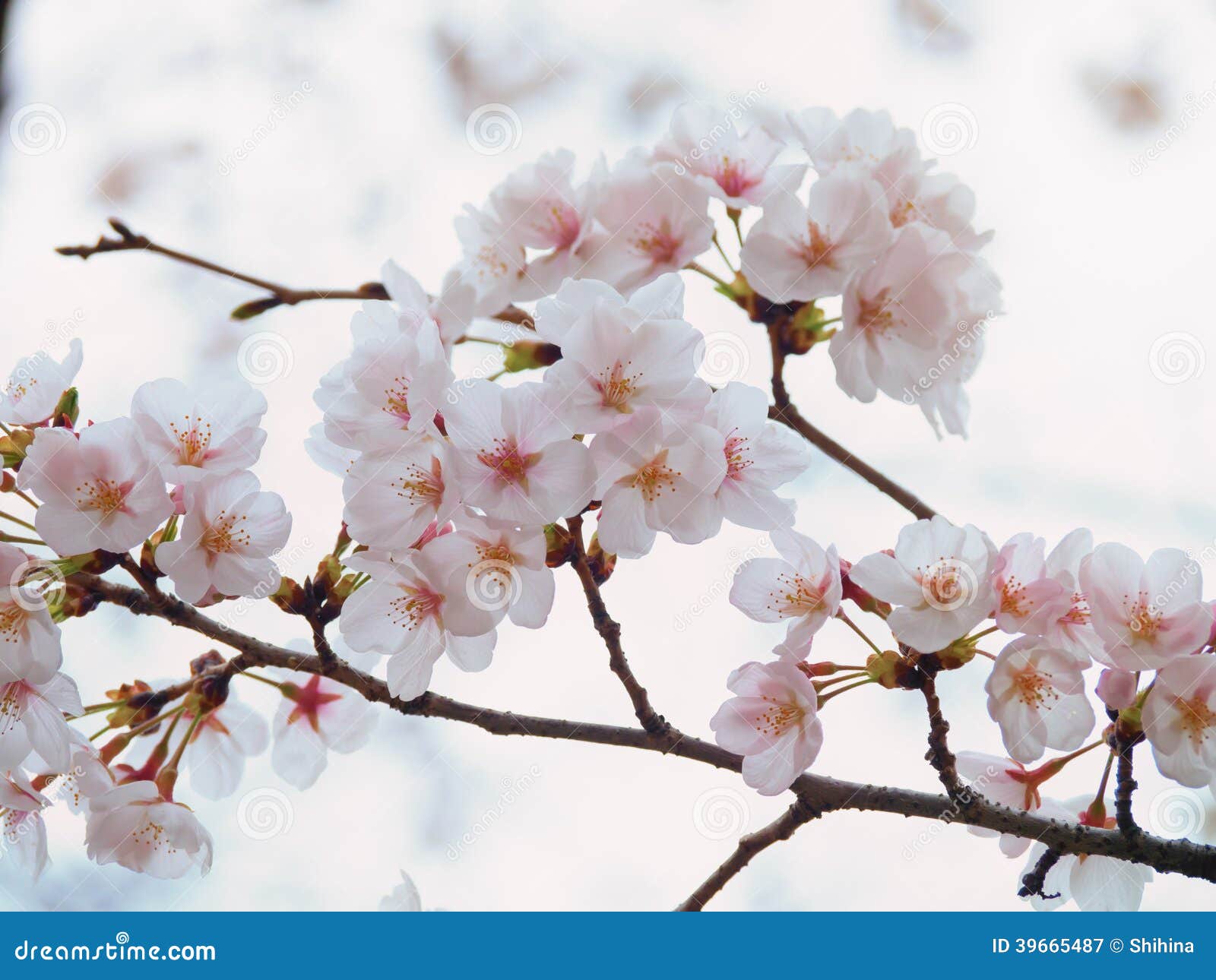 cherry tree branch yoshino cherry tree branch in bloom in the sky background stock image image of background cherry tree branch yoshino cherry tree branch in bloom in the sky background stock image image of background