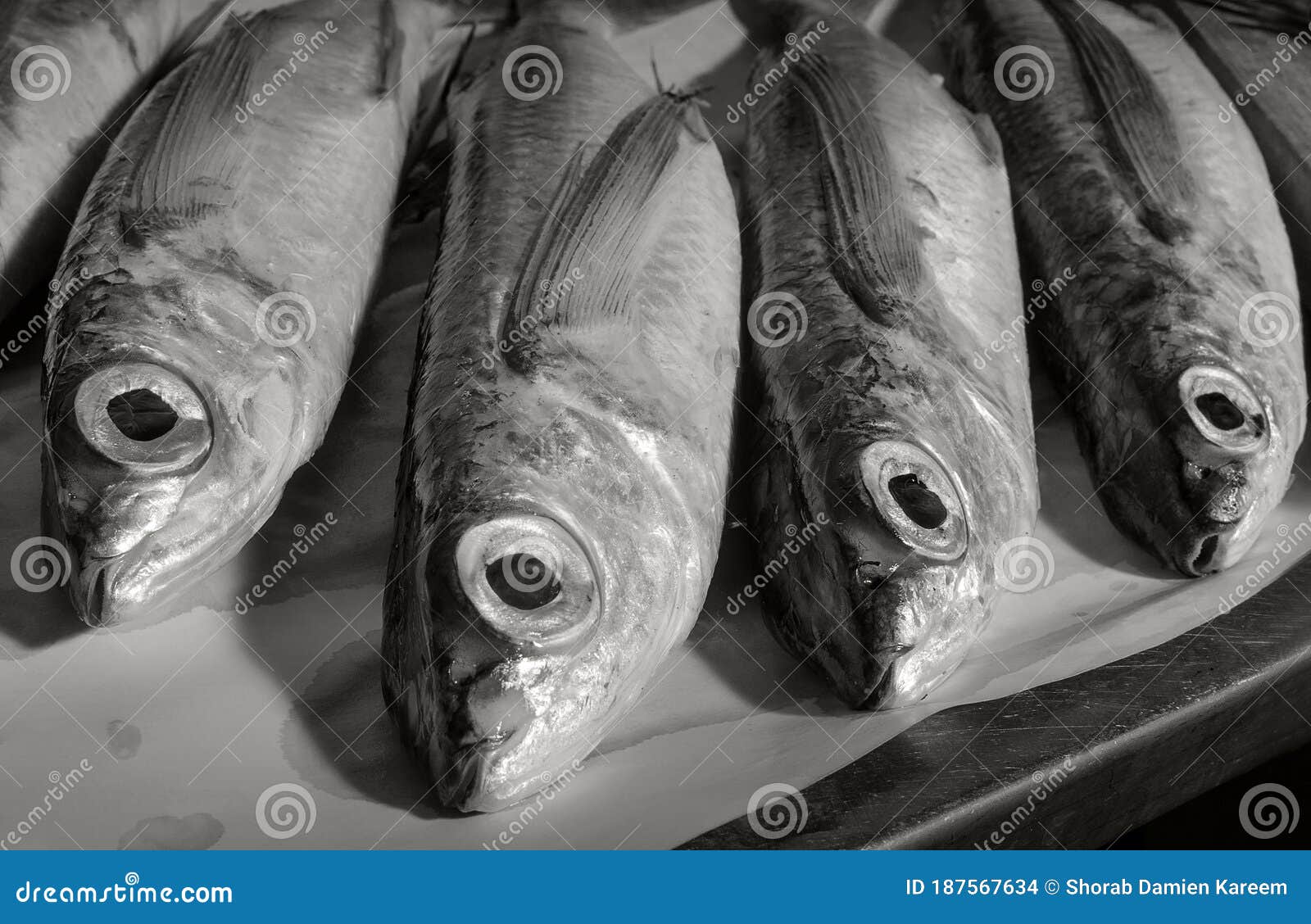 Fish on the Table. Flying Fish Exocoetidae. Close Up. Black and White