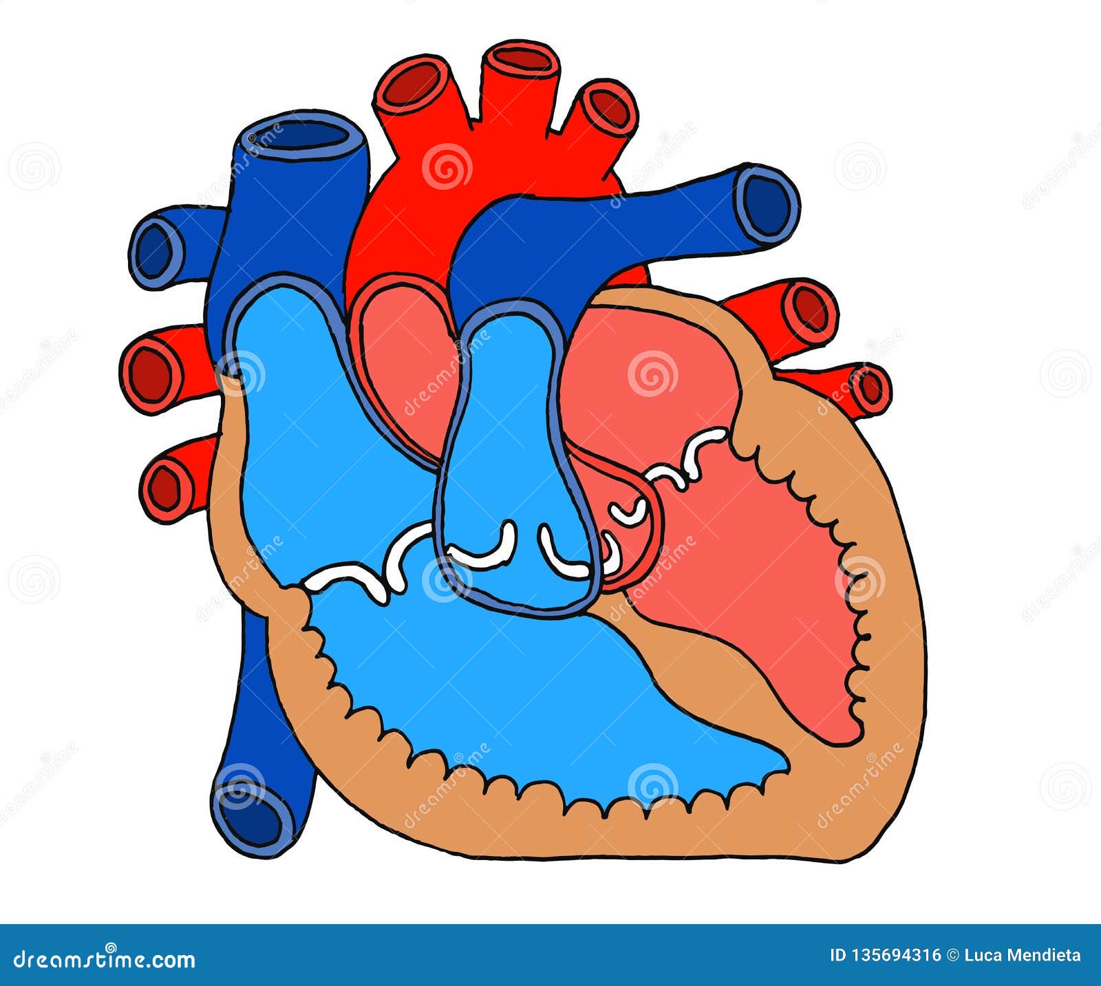 Scientific Illustration Of A Heart Cut In Half Stock Illustration Illustration Of Health Blue Scientific Illustration Of A Heart Cut In Half Stock Illustration Illustration Of Health Blue