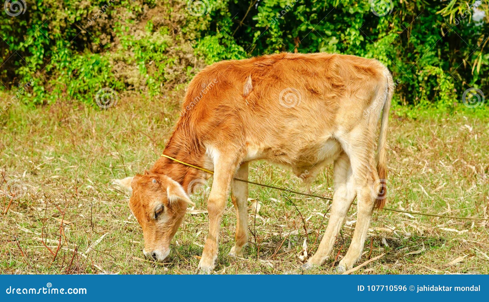 A Calf is Eating Grass on a  Side. Stock Photo - Image of eating,  sustainable: 107710596