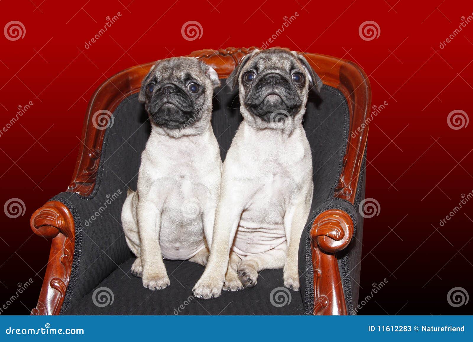 young 10 months old pugs