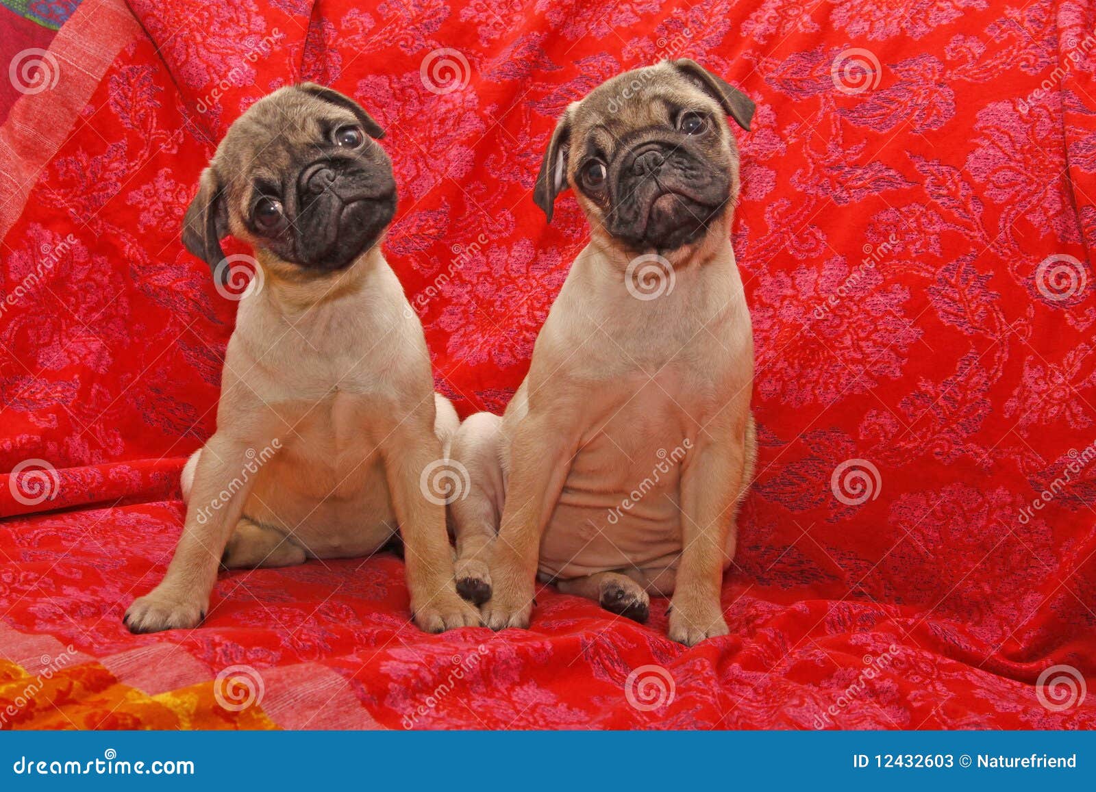 young 10 weeks old pugs