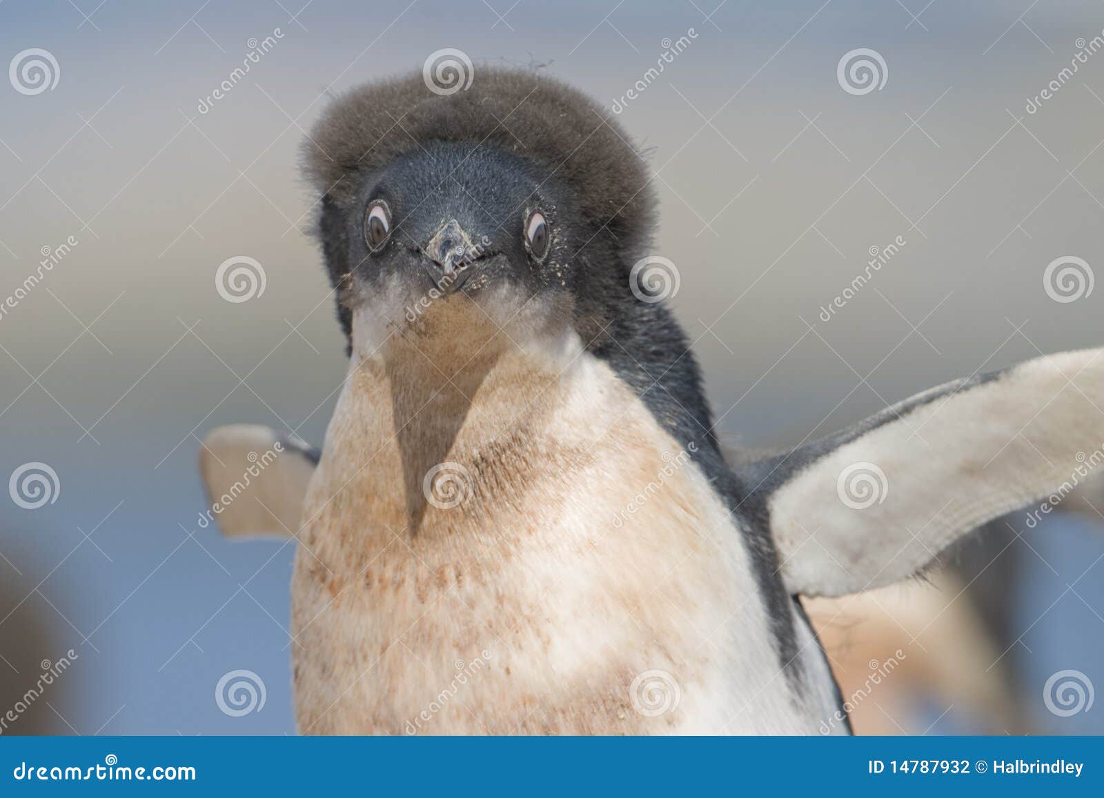 Adelie penguin hair