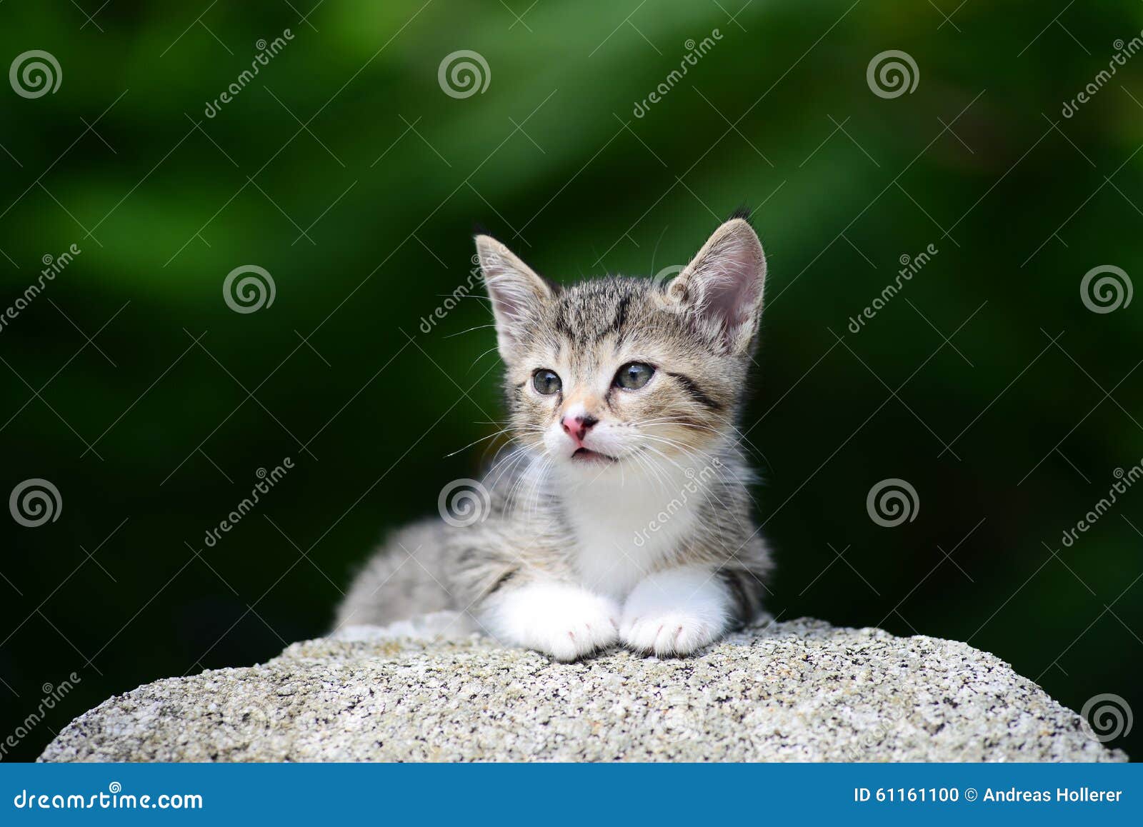 young adorable kitten