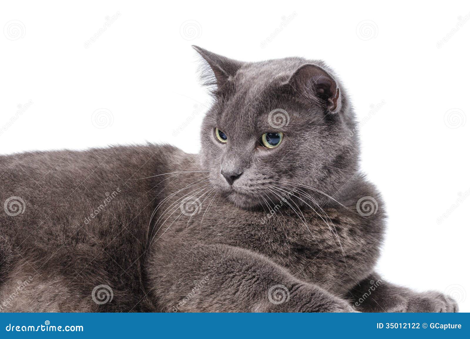Hãy ngắm nhìn một chú mèo Anh lông ngắn với đôi mắt xanh lục tuyệt đẹp. Với vẻ đẹp trẻ trung và quyến rũ của mèo Anh lông ngắn, cộng với màu sắc trùng khớp tuyệt vời của đôi mắt, chúng ta có thể thấy rõ sự đẹp khác biệt của loài vật này.