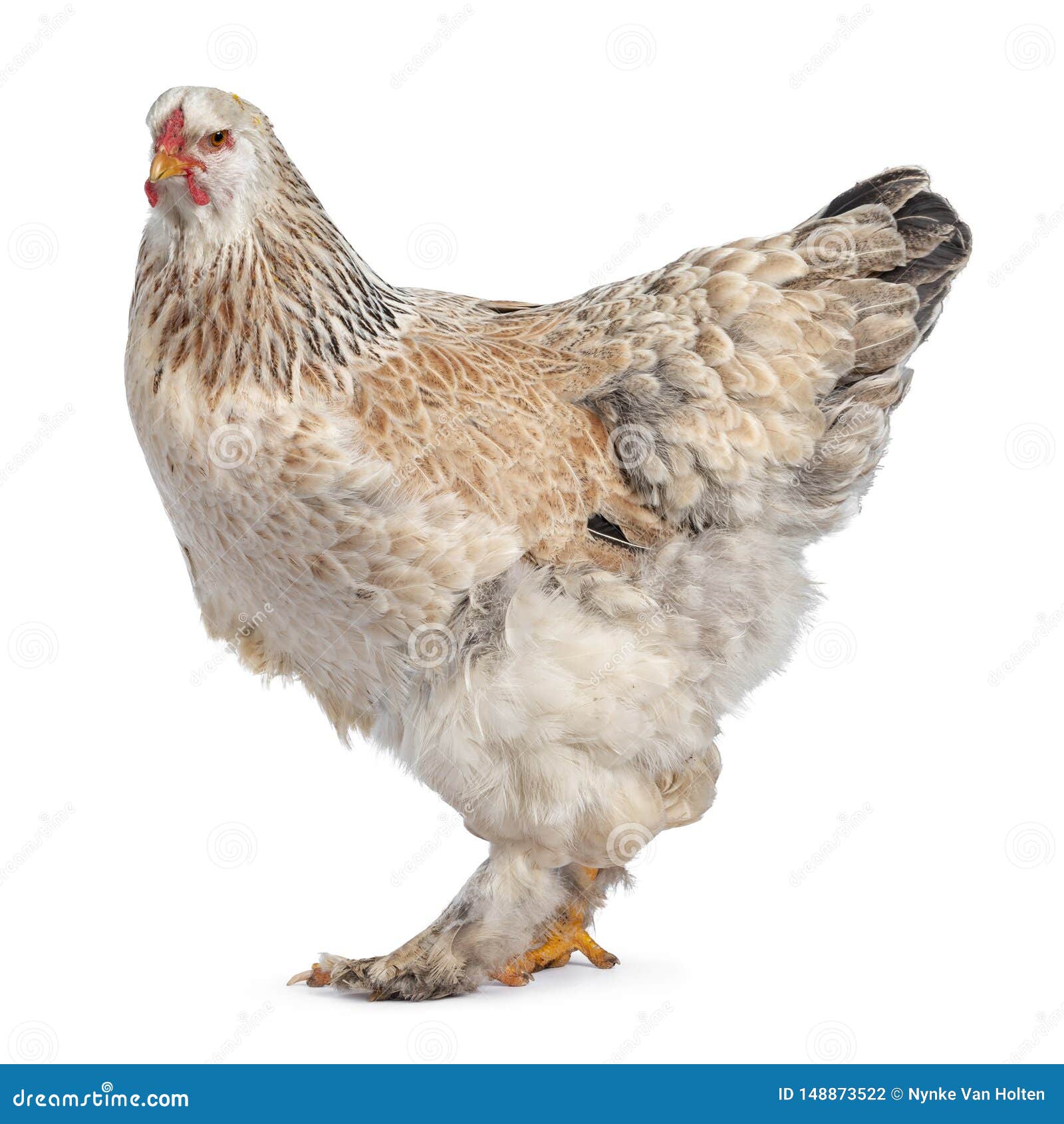 https://thumbs.dreamstime.com/z/young-adult-salmon-colored-brahma-chicken-standing-side-ways-head-turned-to-camera-isolated-white-background-148873522.jpg