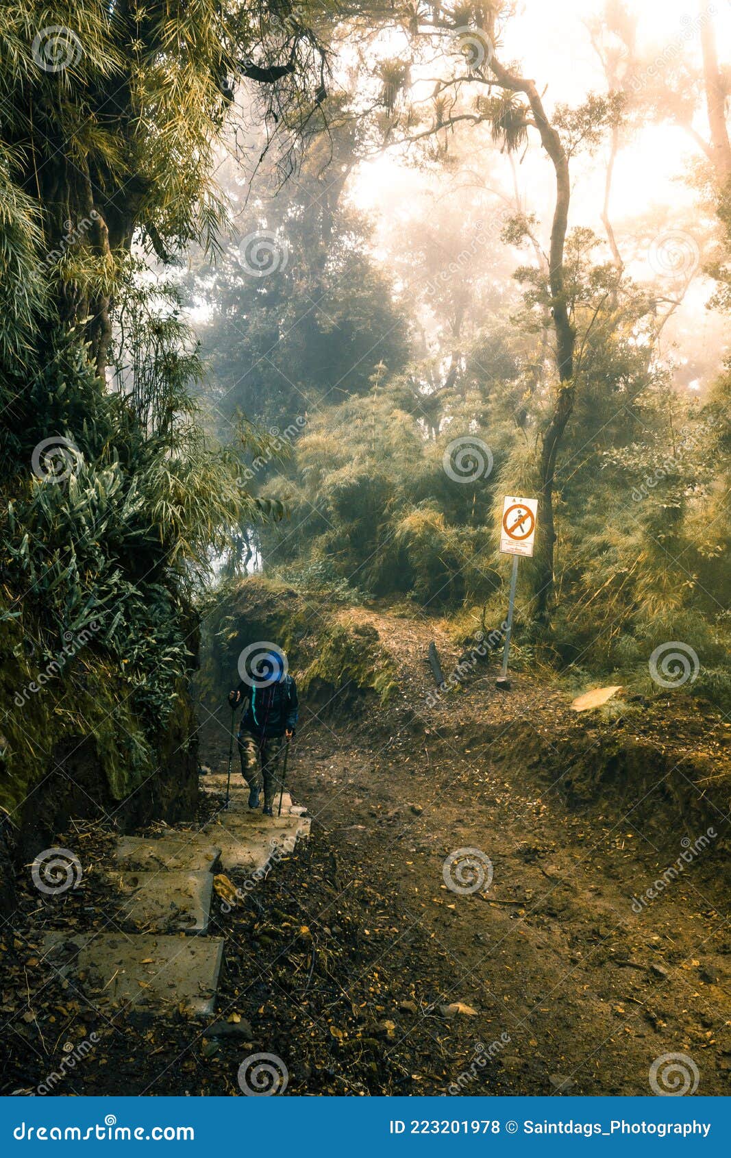 young adult woman hiker wearing sportswear walks down a small sidewalk in the middle of a rocky trail in the cloud forest of costa