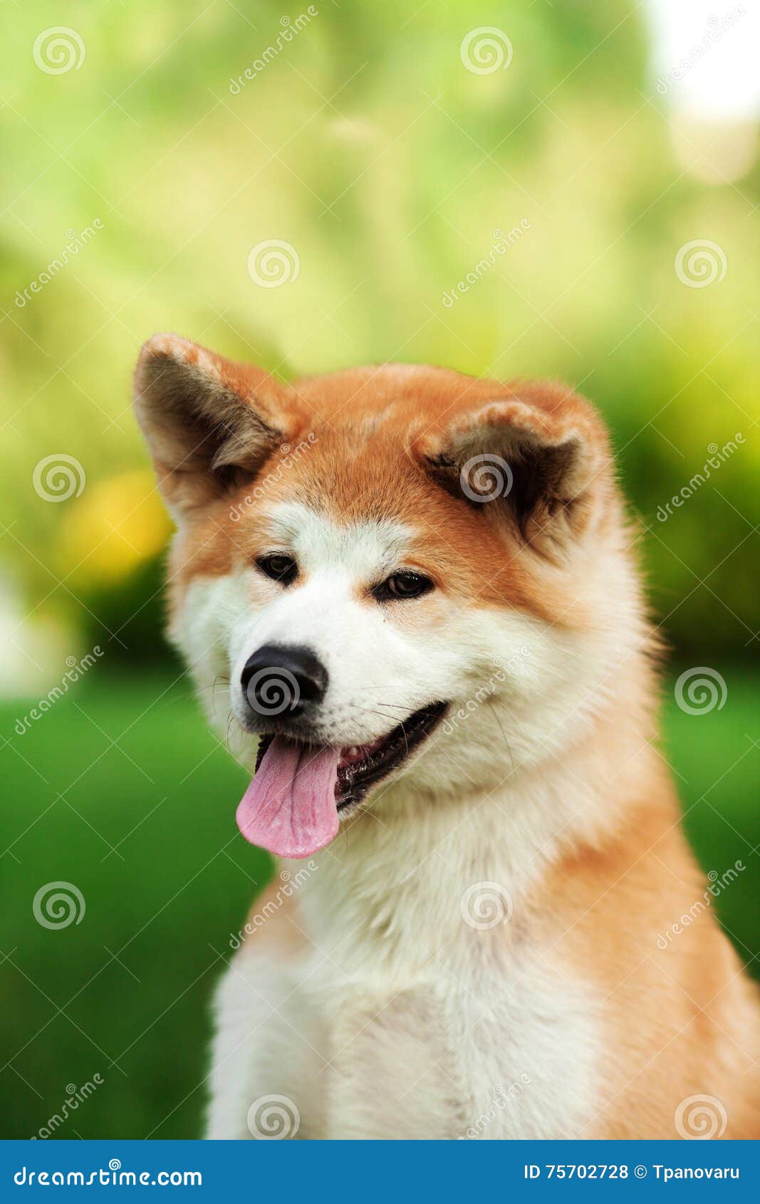 Young Akita Inu Dog Outdoors On Green Grass Stock Photo - Image Of Puppy,  Japanese: 75702728