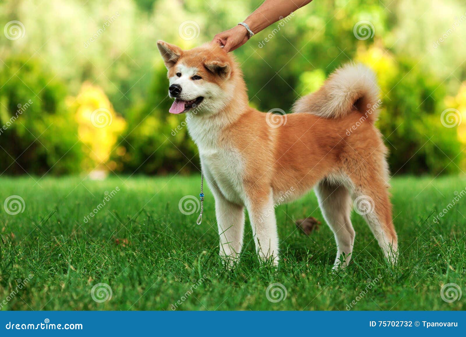 Young Akita Inu Dog Standing Outdoors on Green Grass Stock Photo - Image of friend, grass: 75702732 Young Akita Inu Dog Standing Outdoors On Green Grass Stock Photo - Image Of Friend, Grass: 75702732