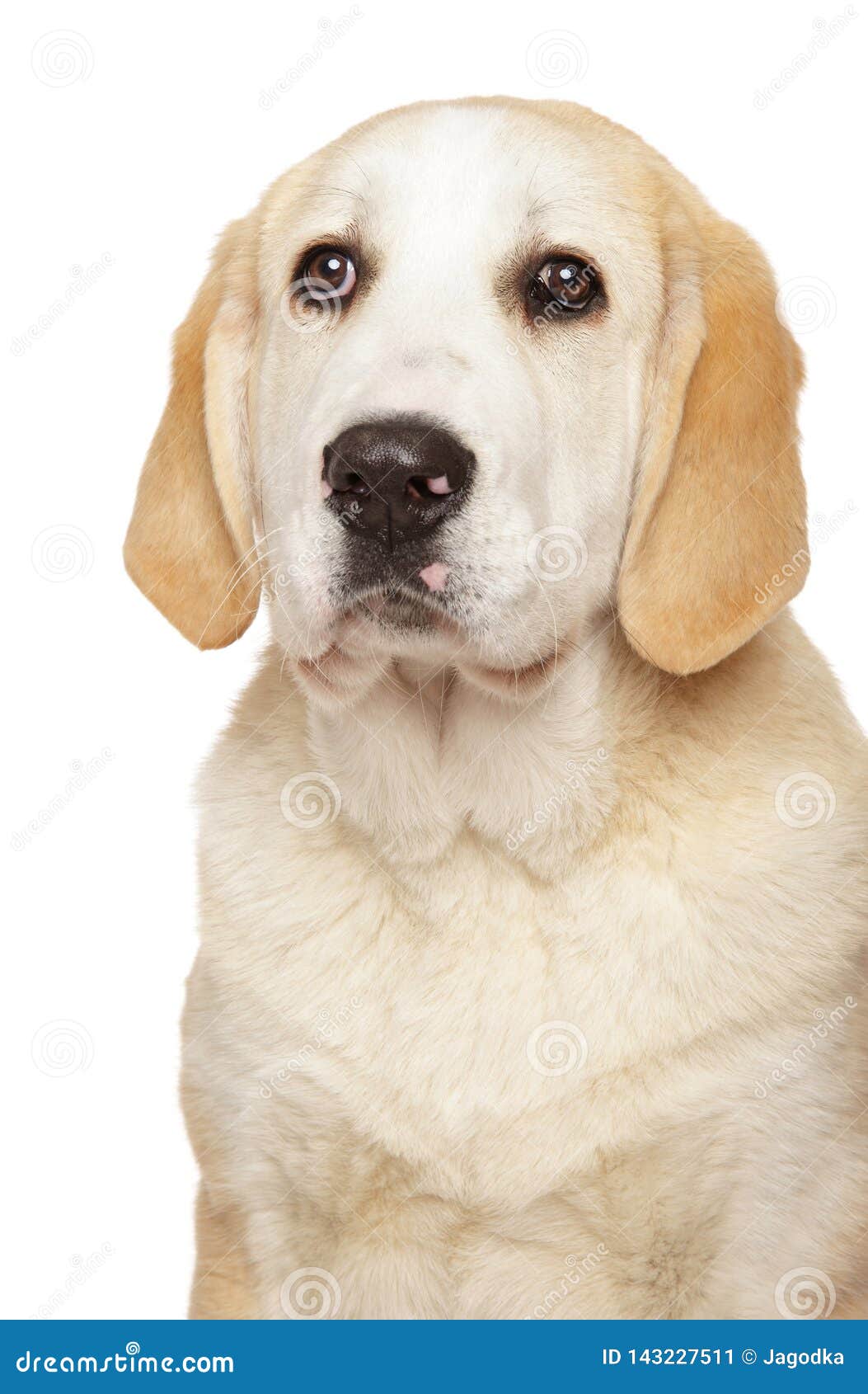 Young Alabai Dog Puppy On White Background Stock Image ...